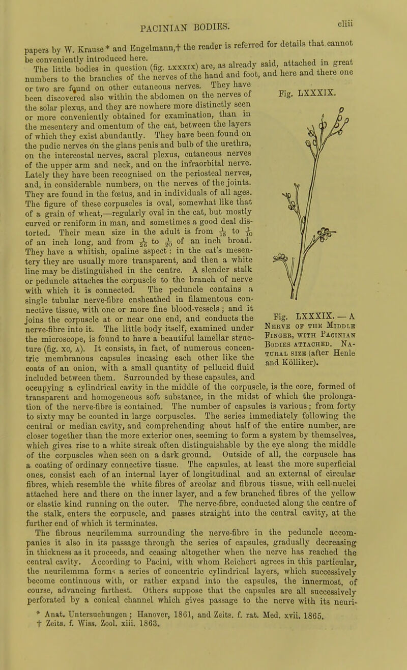 PACINIAN BODIES. Fig. LXXXIX. papers by W. Krause* and Engelinaun,t the reader is referred for details that cannot be conveniently introduced here. offo^hprl in o-rpit. The little bodies in question (fig. lxxxix) are, as already f^f^^^^/^^^^^^^^ numbers to the branches of the nerves of the hand and foot, and here and there one or two are f(jund on other cutaneous nerves. They have been discovered also within the abdomen on the nerves ot the sohir plexus, and they are nowhere more distinctly seen or more conveniently obtained for examination, than in the mesentery and omentum of the cat, between the layers of which they exist abundantly. They have been found on the pudic nerves on the glans penis and bulb of the urethra, on the intercostal nerves, sacral plexus, cutaneous nerves of the upper arm and neck, and on the infraorbital nerve. Lately they have been recognised on the periosteal nerves, and, in considerable numbers, on the nerves of the joints. They are found in the foetus, and in individuals of all ages. The figure of these corpuscles is oval, somewhat like that of a grain of wheat,—regularly oval in the cat, but mostly curved or reniform in man, and sometimes a good deal dis- torted. Their mean size in the adult is from i to J, of an inch long, and from gL to i of an inch broad. They have a whitish, opaline aspect: in the cat's mesen- tery they are usually more transparent, and then a white line may be distinguished in the centre. A slender stalk or peduncle attaches the corpuscle to the branch of nerve with which it is connected. The peduncle contains a single tubular nerve-fibre ensheathed in filamentous con- nective tissue, with one or more fine blood-vessels ; and it joins the corpuscle at or near one end, and conducts the nerve-fibre into it. The little body itself, examined under the microscope, is found to have a beautiful lamellar struc- ture (fig. xo, a). It consists, in fact, of numerous concen- tric membranous capsules incasing each other like the coats of an onion, with a small quantity of pellucid fluid included between them. Surrounded by these capsules, and occupying a cylindrical cavity in the middle of the corpuscle, is the core, formed of transparent and homogeneous soft substance, in the midst of which the prolonga- tion of the nerve-fibre is contained. The number of capsules is various; from forty to sixty may be counted in large corpuscles. The series immediately following the central or median cavity, and comprehending about half of the entire number, are closer together than the more exterior ones, seeming to form a system by themselves, which gives rise to a white streak often distinguishable by the eye along the middle of the corpuscles when seen on a dark ground. Outside of all, the corpuscle has a coating of ordinary connective tissue. The capsules, at least the more superficial ones, consist each of an internal layer of longitudinal and an external of circular fibres, which resemble the white fibres of areolar and fibrous tissue, with cell-nuclei attached here and there on the inner layer, and a few branched fibres of the yellow or elastic kind running on the outer. The nerve-fibre, conducted along the centre of the stalk, enters the corpuscle, and passes straight into the central cavity, at the further end of which it terminates. The fibrous neurilemma surrounding the nerve-fibre in the peduncle accom- panies it also in its passage through the series of capsules, gradually decreasing in thickness as it proceeds, and ceasing altogether when the nerve has reached the central cavity. According to Pacini, with whom Eeichert agrees in this particular, the neurilemma forms a series of concentric cylindrical layers, which successively become continuous with, or rather expand into the capsules, the innermost, of course, advancing farthest. Others suppose that the capsules are all successively perforated by a conical channel which gives passage to the nerve with its neuri- * Anat. Untersucliungen ; Hanover, 1861, and Zeits. f. rat. Med. xvii. 1865 t Zeits. f. Wiss. Zool. xiii. 1863. Pig. LXXXIX.— A Nerve op the Middle Finger, with Pacinian Bodies attached. Na- tural SIZE (after Henle and Kolliker).