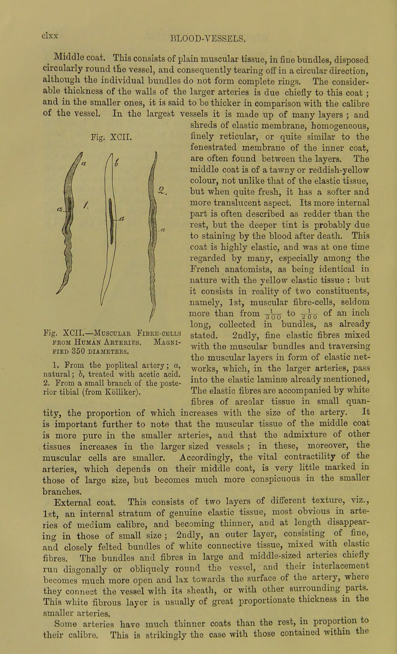 Fig, XCIL ^ Middle coat. This consists of plain muscular tissue, in fine bundles, disposed circularly round t£e vessel, and consequently tearing off in a circular direction, although the individual bundles do not form complete rings. The consider- able thickness of the walls of the larger arteries is due chiefly to this coat ; and in the smaller ones, it is said to be thicker in comparison with the calibre of the vessel. In the largest vessels it is made up of many layers ; and shreds of elastic membrane, homogeneous, finely reticular, or quite similar to the fenestrated membrane of the inner coat, are often found between the layers. The middle coat is of a tawny or reddish-yellow colour, not unlike that of the elastic tissue, but when quite fresh, it has a softer and more translucent aspect. Its more internal part is often described as redder than the rest, but the deeper tint is probably due to staining by the blood after death. This coat is highly elastic, and was at one time regarded by many, especially among the French anatomists, as being identical in nature with the yellow elastic tissue : but it consists in reality of two constituents, namely, 1st, muscular fibre-cells, seldom more than from -—^-^^ to -^^-^ of an inch long, collected in bundles, as already stated. 2ndly, fine elastic fibres mixed with the muscular bundles and traversing the muscular layers in form of elastic net- works, which, in the larger arteries, pass into the elastic laminae already mentioned. The elastic fibres are accompanied by white fibres of areolar tissue in small quan- tity, the proportion of which increases with the size of the artery. It is important further to note that the muscular tissue of the middle coat is more pure in the smaller arteries, and that the admixture of other . tissues increases in the larger sized vessels ; in these, moreover, the muscular cells are smaller. Accordingly, the vital contractility of the arteries, which depends on their middle coat, is very little marked in those of large size, but becomes much more conspicuous in the smaller branches. External coat. This consists of two layers of different texture, viz., 1st, an internal stratum of genuine elastic tissue, most obvious in arte- ries of medium calibre, and becoming thinner, and at length disappear- ing in those of small size ; 2ndly, an outer layer, consisting of fine, and closely felted bundles of white connective tissue, mixed with elastic fibres. The bundles and fibres in large and middle-sized arteries chiefly run diagonally or obliquely round the vessel, and their interlacement becomes much more open and lax towards the surface of the artery, where they connect the vessel with its sheath, or with other surrounding parts. This white fibrous layer is usually of great proportionate thickness in the smaller arteries. Some arteries have much thinner coats than the rest, in proportion to their calibre. This is strikingly the case with those contained within the i it Fig. XCII.—Muscular Fibre-oells FROM Human Arteries. Maqki- FIED 350 DIAMETERS. 1. From the popliteal artery; a, natural; &, treated with acetic acid. 2. From a small branch of the poste- rior tibial (from Kolliker).