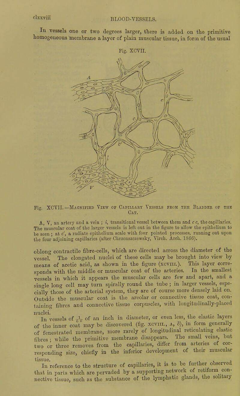 In vessels one or two degrees larger, there is added on tlio primitive homogeneous membrane a layer of plain muscular tissue, in form of the usual Fig. XCVII. —Maonified Vikw of Capillary Vessels from the Bladder of thk Cat. A, V, an artery and a vein ; i, transitional vessel between them and c c, the capillaries. The muscular coat of the larger vessels is left out in the figure to allow the epithelium to be seen ; at c', a radiate epithelium scale with four pointed processes, running out upon the four adjoining capillaries (after Chrzonszczewsky, Virch. Arch. 1866). oblong contractile fibre-cells, which are directed across the diameter of the vessel. The elongated nuclei of these cells may be brought into view by means of acetic acid, as shown in the figure (xcviii.). This layer corre- sponds with the middle or muscular coat of the arteries. In the smallest vessels in which it appears the muscular cells are few and apart, and a single long cell may turn spirally round the tube ; in larger vessels, espe- cially those of the arterial system, they are of course more densely laid on. Outside the muscular coat is the areolar or connective tissue coat, con- lainiug fibres and connective tissue corpuscles, with longitudinally-placed ^clei. , .• t lu vessels of of an inch in diameter, or even less, the elastic layers of the inner coat may be discovered (fig. xcviii., a, 8), in form generally of fenestrated membrane, more rarely of longitudinal reticulating elastic fibres • while the primitive membrane disappears. The small veins, but two or three removes from the capillaries, differ from arteries of cor- responding size, chiefly in the inferior development of their muscular lilSSllG In reference to the structure of capillaries, it is to be further observed that in parts which are pervaded by a supporting network of retiform con- nective tissue, such as the substance of tlie lymphatic glands, the solitary