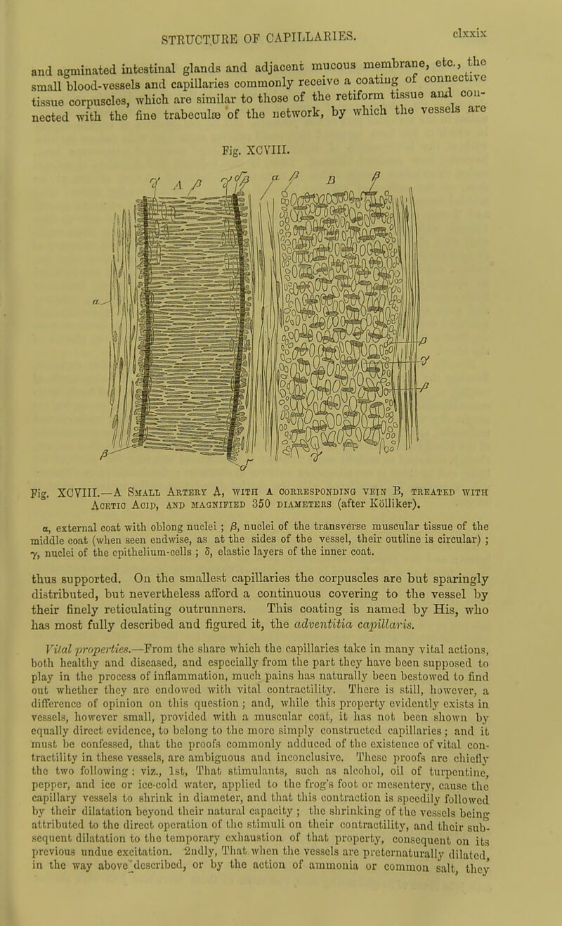 and a^minated intestinal glands and adjacent mucous membrane, etc., the small blood-vessels and capillaries commonly receive a coating of connective tissue corpuscles, whicb are similar to those of the retiform tissue and cou- nected with the fine trabeculse of the network, by which the vessels are Fig. XCVIII. Fig. XCVIII.—A SMAiiii Artery A, with a corresponding vein B, treated with AoETio Acip, AND MAGNIFIED 350 DIAMETERS (after KoUiker). a, external coat witli oblong nuclei ; )3, nuclei of the transverse muscular tissue of the middle coat (when seen endwise, as at the sides of the vessel, their outline is circular) ; 7, nuclei of the epithelium-cells ; 5, elastic layers of the inner coat. thus supported. On the smallest capillaries the corpuscles are but sparingly distributed, but nevertheless afford a continuous covering to the vessel by their finely reticulating outrunners. This coating is named by His, who has most fully described and figured it, the adventitia capillaris. Vital properties.—From the share which the capillaries take in many vital actions, both healtiiy and diseased, and especially from tlie part they have been supposed to play in the process of inflammation, much pains has naturally been bestowed to find out whether they arc endowed with vital contractility. There is still, however, a difference of opinion on tliis question ; and, while this property cvidentlj'' exists in vessels, however small, provided with a muscular coat, it has not been shown by equally direct evidence, to belong to the more simply constructed capillaries ; and it must be confessed, that the proofs commonly adduced of the existence of vital con- tractility in these vessels, are ambiguous and inconclusive. Tiicsc proofs arc chiefly the two following: viz., 1st, That stimulants, such as alcohol, oil of turpentine, pepper, and ice or ice-cold water, applied to the frog's foot or mesentery, cause the capillary vessels to shrink in diameter, and that this contraction is speedily followed by their dilatation beyond their natural capacity ; the slirinking of the vessels being attributed to the direct operation of the stimuli on their contractility, and their sub- sequent dilatation to the temporary exhaustion of that property, consequent on its previous undue excitation. 2ndly, That when the vessels are prctcrnaturally dilated in the way above'described, or by the action of ammonia or common salt, they