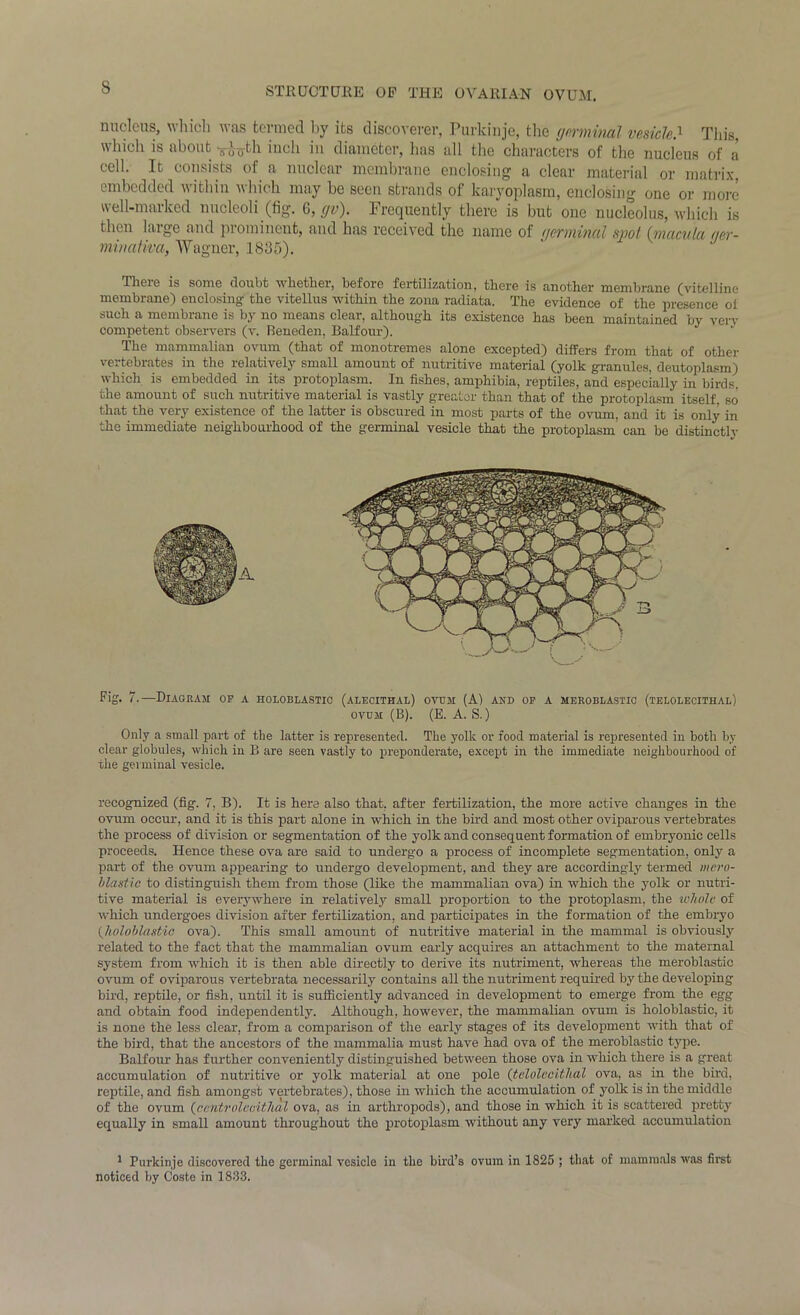 nucleus, which was termed by its discoverer, Purkinje, the ymniml vesicled This, which is about ^th inch in diameter, has all the characters of the nucleus of a cell. It consists of a nuclear membrane enclosing a clear material or matrix, imbedded nithin nhich may be seen strands of karyoplasm, enclosing one or more well-marked nucleoli (fig. 6, gv). Frequently there is but one nucleolus, which is then huge and prominent, and has received the name of tjermincil sjtol (wciculci (jev- minaUvci, Wagner, 1885). Tlieie is some doubt whether, before fertilization, there is another membrane (vitelline membrane) enclosing the vitellus within the zona radiata. The evidence of the presence oi such a mem Inane is by no means clem, althoug'h its existence has been maintained by very competent observers (v. Beneden, Balfour). The mammalian ovum (that of monotremes alone excepted) differs from that of other vertebrates in the relatively small amount of nutritive material (yolk granules, deutoplasm; which is embedded in its protoplasm. In fishes, amphibia, reptiles, and especially in birds, the amount of such nutritive material is vastly greater than that of the protoplasm itself, so that the very existence of the latter is obscured in most parts of the ovum, and it is only in the immediate neighbourhood of the germinal vesicle that the protoplasm can be distinctly Pig- l-—Diagram of a holoblastic (alecithal) ovum (A) and of a meroblastio (telolecithal) ovum (B). (E. A. S.) Only a small part of the latter is represented. The yolk or food material is represented in both by clear globules, which in B are seen vastly to preponderate, except in the immediate neighbourhood of the germinal vesicle. recognized (fig. 7, B). It is here also that, after fertilization, the more active changes in the ovum occur, and it is this part alone in which in the bird and most other oviparous vertebrates the process of division or segmentation of the yolk and consequent formation of embryonic cells proceeds. Hence these ova are said to undergo a process of incomplete segmentation, only a part of the ovum appearing to undergo development, and they are accordingly termed mcro- blastic to distinguish them from those (like the mammalian ova) in which the yolk or nutri- tive material is everywhere in relatively small proportion to the protoplasm, the whole of which undergoes division after fertilization, and participates in the formation of the embryo (.holoblastic ova). This small amount of nutritive material in the mammal is obviously related to the fact that the mammalian ovum early acquires an attachment to the maternal system from which it is then able directly to derive its nutriment, whereas the meroblastio ovum of oviparous vertebrata necessarily contains all the nutriment required by the developing bird, reptile, or fish, until it is sufficiently advanced in development to emerge from the egg and obtain food independently. Although, however, the mammalian ovum is holoblastic, it is none the less clear, from a comparison of the early stages of its development with that of the bird, that the ancestors of the mammalia must have had ova of the meroblastio type. Balfour has further conveniently distinguished between those ova in which there is a great accumulation of nutritive or yolk material at one pole (telolecithal ova, as in the bird, reptile, and fish amongst vertebrates), those in which the accumulation of yolk is in the middle of the ovum (eeutroleeithal ova, as in arthropods), and those in which it is scattered pretty equally in small amount throughout the protoplasm without any very marked accumulation 1 Purkinje discovered the germinal vesicle in the bird’s ovum in 1825 ; that of mammals was first noticed by Coste in 1833.