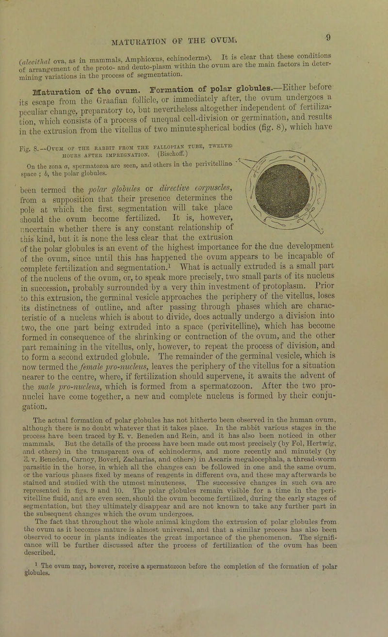 MATURATION OF THE OVUM'. (alecMal ova, as in mammals. Amphioxus, eohinoderms). It is clear that these conditions of arrangement of the proto- and deuto-plasm within the ovum are the mam factois in detc - mining variations in the process of segmentation. Maturation of the ovum. Formation of polar globules.—Either before its escape from the Graafian follicle, or immediately after, the ovum undergoes a peculiar change, preparatory to, but nevertheless altogether independent of fertiliza- tion which consists of a process of unequal cell-division or germination, and results in the extrusion from the vitellus of two minute spherical bodies (fig. 8), which have Fig. 3. Ovum of the kabbit from the fallopian tube, twelvei HOURS AFTER IMPREGNATION. (Bisclioff.) On the zona a, spermatozoa are seen, and others in the perivitelline space ; b, the polar globules. been termed the polar globules or directive corpuscles, from a supposition that their presence determines the pole at which the first segmentation will take place should the ovum become fertilized. It is, however, uncertain whether there is any constant relationship of this kind, but it is none the less clear that the extrusion of the polar globules is an event of the highest importance for the due development of the ovum, since until this has happened the ovum appears to be incapable of complete fertilization and segmentation.1 What is actually extruded is a small part of the nucleus of the ovum, or, to speak more precisely, two small parts of its nucleus in succession, probably surrounded by a very thin investment of protoplasm. Prior •to this extrusion, the germinal vesicle approaches the periphery of the vitellus, loses its distinctness of outline, and after passing through phases which are charac- teristic of a nucleus which is about to divide, does actually undergo a division into two, the one part being extruded into a space (perivitelline), which has become formed in consequence of the shrinking or contraction of the ovum, and the other part remaining in the vitellus, only, however, to repeat the process of division, and to form a second extruded globule. The remainder of the germinal vesicle, which is now termed the female pro-nucleus, leaves the periphery of the vitellus for a situation nearer to the centre, where, if fertilization should supervene, it awaits the advent of the male pro-nucleus, which is formed from a spermatozoon. After the two pro- nnclei have come together, a new and complete nucleus is formed by their conju- gation. The actual formation of polar globules has not hitherto been observed in the human ovum, although there is no doubt whatever that it takes place. In the rabbit various stages in the process have been traced by E. v. Beneden and Rein, and it has also been noticed in other mammals. But the details of the process have been made out most precisely (by Fol. Hertwig, and others) in the transparent ova of echinoderms, and more recently and minutely (by 3. v. Beneden, Carnoy, Boveri, Zacharias. and others) in Ascaris megalocephala, a thread-worm parasitic in the horse, in which all the changes can be followed in one and the same ovum, or the various phases fixed by means of reagents in different ova, and these may afterwards be stained and studied with the utmost minuteness. The successive changes in such ova arc represented in figs. 9 and 10. The polar globules remain visible for a time in the peri- vitelline fluid, and are even seen, should the ovum become fertilized, during the early stages of segmentation, but they ultimately disappear and are not known to take any further part in the subsequent changes which the ovum undergoes. The fact that throughout the whole animal kingdom the extrusion of polar globules from the ovum as it becomes mature is almost universal, and that a similar process has also been observed to occur in plants indicates the great importance of the phenomenon. The signifi- cance will be further discussed after the process of fertilization of the ovum has been described. 1 The ovum may, however, receive a spermatozoon before the completion of the formation o£ polar globules.