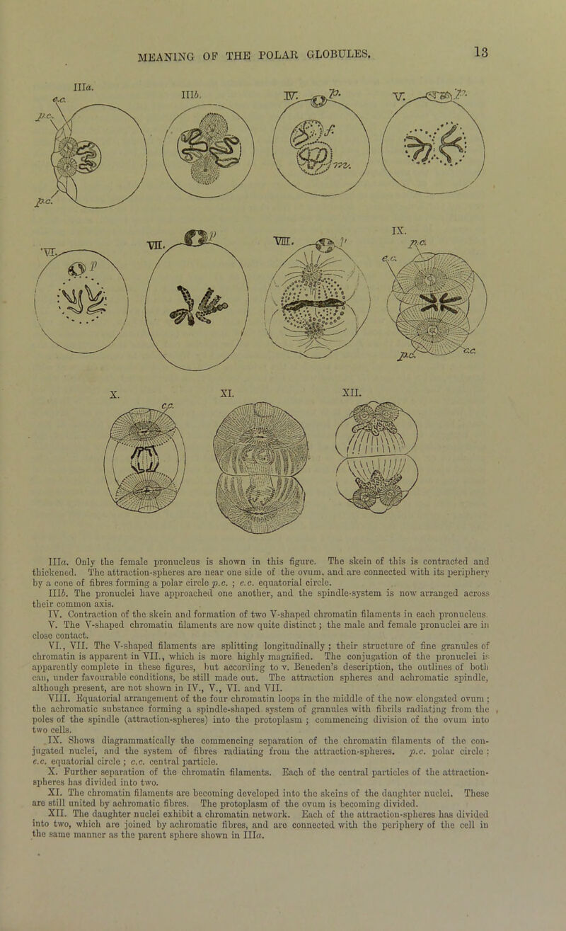 MEANING OF THE POLAR GLOBULES. Ilia. Only tlie female pronucleus is shown in this figure. The skein of this is contracted and thickened. The attraction-spheres are near one side of the ovum, and are connected with its periphery by a cone of fibres forming a polar circle p.c. ; e.c. equatorial circle. III6. The pronuclei have approached one another, and the spindle-system is now arranged across their common axis. IV. Contraction of the skein and formation of two V-shaped chromatin filaments in each pronucleus V. The V-shaped chromatin filaments are now quite distinct; the male and female pronuclei are in close contact. VI. , VII. The V-shaped filaments are splitting longitudinally ; their structure of fine granules of chromatin is apparent in VII., which is more highly magnified. The conjugation of the pronuclei is apparently complete in these figures, but according to v. Beneden’s description, the outlines of both can, under favourable conditions, be still made out. The attraction spheres and achromatic spindle, although present, are not shown in IV., V., VI. and VII. VIII. Equatorial arrangement of the four chromatin loops in the middle of the now elongated ovum ; the achromatic substance forming a spindle-shaped system of granules with fibrils radiating from the . poles of the spindle (attraction-spheres) into the protoplasm ; commencing division of the ovum into two cells. IX. Shows diagrammatically the commencing separation of the chromatin filaments of the con- jugated nuclei, and the system of fibres radiating from the attraction-spheres, p.c. polar circle ; e.c. equatorial circle ; c.c. central particle. X. Further separation of the chromatin filaments. Each of the central particles of the attraction- spheres has divided into two. XI. The chromatin filaments are becoming developed into the skeins of the daughter nuclei. These are still united by achromatic fibres. The protoplasm of the ovum is becoming divided. XII. Tho daughter nuclei exhibit a chromatin network. Each of the attraction-spheres has divided into two, which are joined by achromatic fibres, and are connected with the periphery of the cell in the same manner as the parent sphere shown in Ilia.