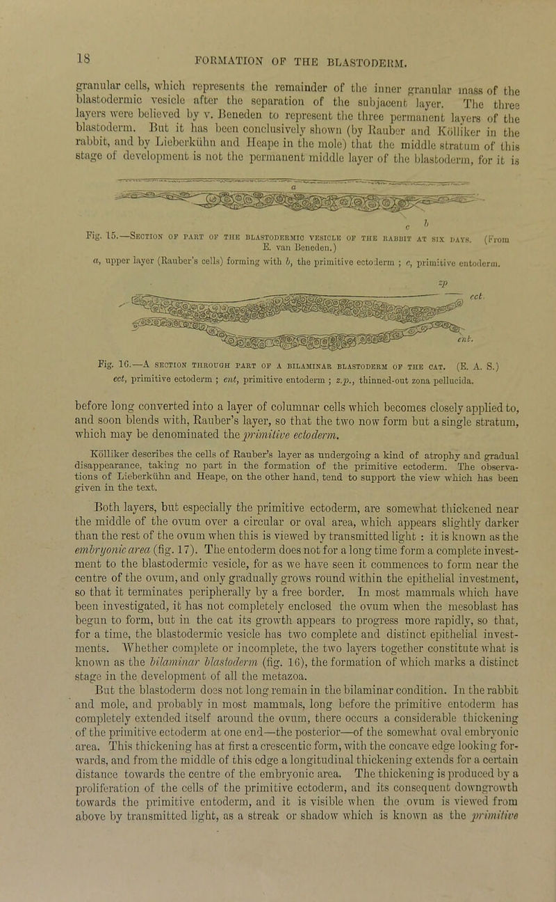 granular cells, which represents the remainder of the inner granular mass of the blastodermic vesicle after the separation of the subjacent layer. The three layers were believed by v. Beneden to represent the three permanent layers of the blastoderm. But it has been conclusively shown (by Rauber and Kolliker in the rabbit, and by Lieberkuhn and Heape in the mole) that the middle stratum of this stage of development is not the permanent middle layer of the blastoderm, for it is Fig. L5.—Section of part of the blastodermic vesicle op the rabbit at six days. (From E. van Beneden.) a, upper layer (Rauber’s cells) forming with b, the primitive ectoderm ; c, primitive entoderm. zp Fig. 1G.—A SECTION THROUGH PART OF A BILAMINAR BLASTODERM OF THE CAT. (E. A. S.) cct, primitive ectoderm ; ent, primitive entoderm ; z.p., thinned-out zona pellucida. before long convei’ted into a layer of columnar cells which becomes closely applied to, and soon blends with, Rauber’s layer, so that the two now form but a single stratum, which may be denominated the primitive ectoderm. Kolliker describes the cells of Rauber’s layer as undergoing a kind of atrophy and gradual disappearance, taking no part in the formation of the primitive ectoderm. The observa- tions of Lieberkuhn. and Heape, on the other hand, tend to support the view which has been given in the text. Both layers, but especially the primitive ectoderm, are somewhat thickened near the middle of the ovum over a circular or oval area, which appears slightly darker than the rest of the ovum when this is viewed by transmitted light : it is known as the embryonic area (fig. 17). The entoderm does not for a long time form a complete invest- ment to the blastodermic vesicle, for as we have seen it commences to form near the centre of the ovum, and only gradually grows round within the epithelial investment, so that it terminates peripherally by a free border. In most mammals which have been investigated, it has not completely enclosed the ovum when the mesoblast has begun to form, but in the cat its growth appears to progress more rapidly, so that, for a time, the blastodermic vesicle has two complete and distinct epithelial invest- ments. Whether complete or incomplete, the two layers together constitute what is known as the bilaminar blastoderm (fig. 1G), the formation of which marks a distinct stage in the development of all the metazoa. But the blastoderm does not long remain in the bilaminar condition. In the rabbit and mole, and probably in most mammals, long before the primitive entoderm has completely extended itself around the ovum, there occurs a considerable thickening of the primitive ectoderm at one end—the posterior—of the somewhat oval embryonic area. This thickening has at first a crescentic form, with the concave edge looking for- wards, and from the middle of this edge a longitudinal thickening extends for a certain distance towards the centre of the embryonic area. The thickening is produced by a proliferation of the cells of the primitive ectoderm, and its consequent downgrowth towards the primitive entoderm, and it is visible when the ovum is viewed from above by transmitted light, as a streak or shadow which is known as the primitive