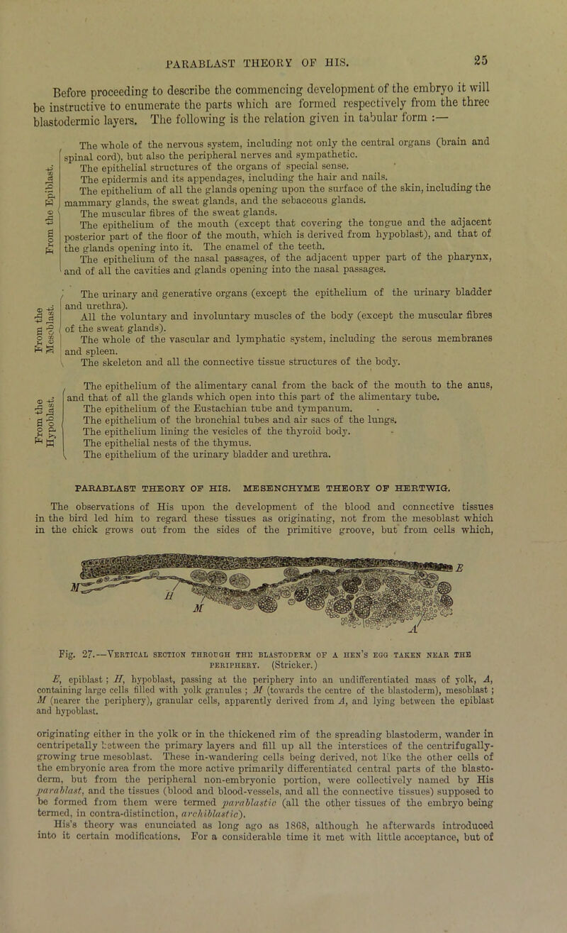 PARABLAST THEORY OF HIS. Before proceeding to describe the commencing deYelopment of the embryo it will be instructive to enumerate the parts which are formed respectively from the three blastodermic layers. The following is the relation given in tabular form 43 CO ce p* o 5 O H The whole of the nervous system, including not only the central organs (brain and spinal cord), but also the peripheral nerves and sympathetic. The epithelial structures of the organs of special sense. The epidermis and its appendages, including the hair and nails. The epithelium of all the glands opening upon the surface of the skin, including the mammary glands, the sweat glands, and the sebaceous glands. The muscular fibres of the sweat glands. The epithelium of the mouth (except that covering the tongue and the adjacent posterior part of the floor of the mouth, which is derived from hypoblast), and that of the glands opening into it. The enamel of the teeth. The epithelium of the nasal passages, of the adjacent upper part of the pharynx, and of all the cavities and glands opening into the nasal passages. <D 43 I J 0 o o ® u « The urinary and generative organs (except the epithelium of the urinary bladder and urethra). All the voluntary and involuntary muscles of the body (except the muscular fibres i of the sweat glands). The whole of the vascular and lymphatic system, including the serous membranes and spleen. \ The skeleton and all the connective tissue structures of the body. 2 s-§ O CL * K The epithelium of the alimentary canal from the back of the mouth to the anus, and that of all the glands which open into this part of the alimentary tube. The epithelium of the Eustachian tube and tympanum. The epithelium of the bronchial tubes and air sacs of the lungs. The epithelium lining the vesicles of the thyroid body. The epithelial nests of the thymus. The epithelium of the urinary bladder and urethra. PARABLAST THEORY OP HIS. MESENCHYME THEORY OF HERTWIG. The observations of His upon the development of the blood and connective tissues in the bird led him to regard these tissues as originating, not from the mesoblast which in the chick grows out from the sides of the primitive groove, but from cells which, Fig. 27.—Vertical section throe gh the blastoderm of a hen’s egg taken near the periphery. (Strieker.) E, epiblast; II, hypoblast, passing at the periphery into an undifferentiated mass of yolk, A, containing largo cells filled with yolk granules ; M (towards the centre of the blastoderm), mesoblast ; M (nearer the periphery), granular cells, apparently derived from A, and lying between the epiblast and hypoblast. originating either in the yolk or in the thickened rim of the spreading blastoderm, wander in centripetaUy between the primary layers and fill up all the interstices of the centrifugally- growing true mesoblast. These in-wandering cells being derived, not like the other cells of the embryonic area from the more active primarily differentiated central parts of the blasto- derm, but from the peripheral non-embryonic portion, were collectively named by His parablast, and the tissues (blood and blood-vessels, and all the connective tissues) supposed to be formed from them were termed parailastio (all the other tissues of the embryo being termed, in contra-distinction, archiblastic'). His’s theory was enunciated as long ago as 18G8, although he afterwards introduced into it certain modifications. For a considerable time it met with little acceptance, but of