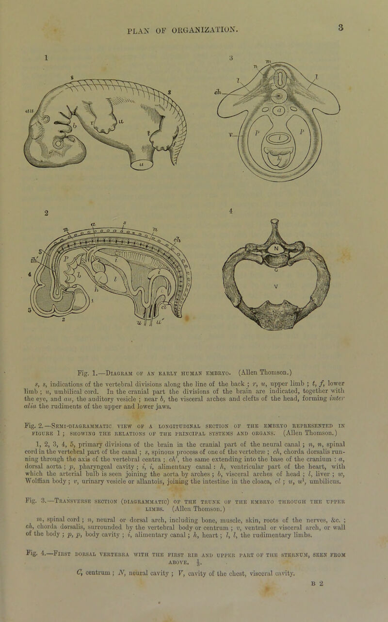 PLAN of organization. Fig. 1.—Diagram op an early human embryo. (Allen Thomson.) s, s, indications of the vertebral divisions along the line of the back ; r, u, upper limb ; t, f, lower limb ; a, umbilical cord. In the cranial part the divisions of the brain are indicated, together with the eye, and au, the auditory vesicle ; near b, the visceral arches and clefts of the head, forming inter alia the rudiments of the upper and lower jaws. Fig. 2.—Semi-diagrammatic view op a longitudinal section op the embryo represented in FIGURE 1 ; SHOWING THE RELATIONS OP THE PRINCIPAL SYSTEMS AND ORGANS.' (Allen Thomson.) 1, 2, 3, 4, 5, primary divisions of the brain in the cranial part of the neural canal; n, n, spinal cord in the vertebral part of the canal ; s, spinous process of one of the vertebral; ch, chorda dorsalis run- ning through the axis of the vertebral centra ; ok', the same extending into the base of the cranium : a, dorsal aorta ; p, pharyngeal cavity ; i, i, alimentary canal : /t, ventricular part of the heart, with which the arterial bulb is seen joining the aorta by arches ; b, visceral arches of head ; l, liver ; w, Wolffian body ; v, urinary vesicle or allantois, joining the intestine in the cloaca, cl ; u, u1, umbilicus. Fig. 3.—Transverse section (diagrammatio) op the trunk op the embryo through the upper limbs. (Allen Thomson.) m, spinal cord ; n, neural or dorsal arch, including bone, muscle, skin, roots of the nerves, &c. ; ch, chorda dorsalis, surrounded by the vertebral body or centrum ; v, ventral or visceral arch, or wall of the body ; p, p, body cavity ; i, alimentary canal; h, heart ; l, l, the rudimentary limbs. Fig. 4.—First dorsal vertebra with the first rib and upper part op the sternum, seen prom above, J. C, centrum ; N, neural cavity ; V, cavity of the chest, visceral cavity. B 2