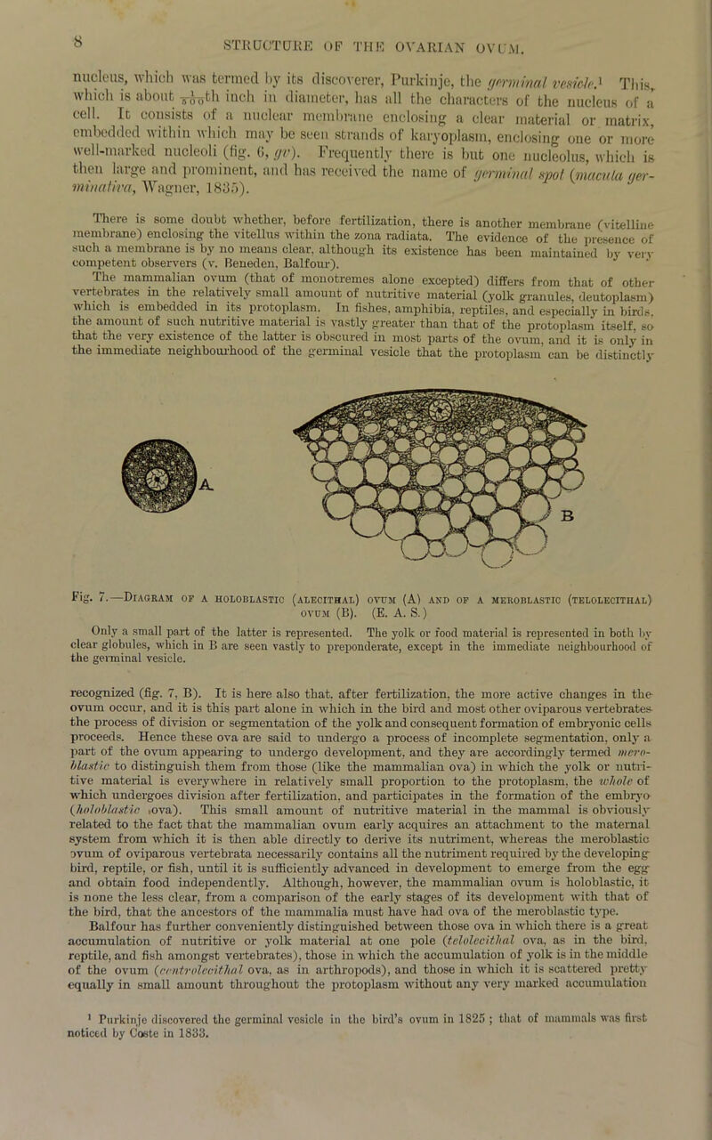 STRUCTURE OF THE OVARIAN OVUM. nucleus, which whs termed by its discoverer, Purkinje, the (jpvminal vesicle.^ Tin's which is about g-Jyth iuch in diameter, has all the characters of the nucleus of a cell. It consists of a nuclear membrane enclosing a clear material or matrix, embedded within which may be seen strands of karyoplasm, enclosing one or more well-marked nucleoli (fig. 6, gv). Frequently there is but one nucleolus, which is then large and prominent, and has received the name of germinal spot (macula qer- minatwa, Wagner, 18i3f>). There is some doubt whether, before fertilization, there is another membrane (vitelline membrane) enclosing the vitellus within the zona radiata. The evidence of the presence of such a membrane is by no means clear, although its existence has been maintained by very competent observers (v. Beneden, Balfour). The mammalian ovum (that of monotremes alone excepted) differs from that of other vertebrates in the relatively small amount of nutritive material (yolk granules, deutoplasm) which is embedded in its protoplasm. In fishes, amphibia, reptiles, and especially in birds, the amount of such nutritive material is vastly greater than that of the protoplasm itself, so that the veiy existence of the latter is obscured in most parts of the ovum, and it is only in the immediate neighbourhood of the germinal vesicle that the protoplasm can be distinctly Pie- 7.—Diagram or a holoblastic (alecithal) ovum (A) and of a meroblastic (telolecithal) ovum (B). (E. A. S.) Only a small part of the latter is represented. The yolk or food material is represented in both by clear globules, which in B are seen vastly to preponderate, except in the immediate neighbourhood of the germinal vesicle. recognized (fig. 7, B). It is here also that, after fertilization, the more active changes in the ovum occur, and it is this part alone in which in the bird and most other oviparous vertebrates the process of division or segmentation of the yolk and consequent formation of embryonic cells proceeds. Hence these ova are said to undergo a process of incomplete segmentation, only a part of the ovum appearing to undergo development, and they are accordingly termed mero- blastic to distinguish them from those (like the mammalian ova) in which the yolk or nutri- tive material is everywhere in relatively small proportion to the protoplasm, the whole of which undergoes division after fertilization, and participates in the formation of the embryo {holoblastic mva). This small amount of nutritive material in the mammal is obviously related to the fact that the mammalian ovum early acquires an attachment to the maternal system from which it is then able directly to derive its nutriment, whereas the meroblastic ovum of oviparous vertebrata necessarily contains all the nutriment required by the developing bird, reptile, or fish, until it is sufficiently advanced in development to emerge from the egg* and obtain food independently. Although, however, the mammalian ovum is holoblastic, it is none the less clear, from a comparison of the early stages of its development with that of the bird, that the ancestors of the mammalia must have had ova of the meroblastic tjqie. Balfour has further conveniently distinguished between those ova in which there is a great accumulation of nutritive or yolk material at one pole {telolecithal ova, as in the bird, reptile, and fish amongst vertebrates), those in which the accumulation of yolk is in the middle of the ovum {ccntrolecithal ova, as in arthropods), and those in which it is scattered pretty equally in small amount throughout the protoplasm without any very marked accumulation 1 Purkinje discovered the germinal vesicle in the bird’s ovum in 1825 ; that of mammals was first noticed by Coste in 1833.