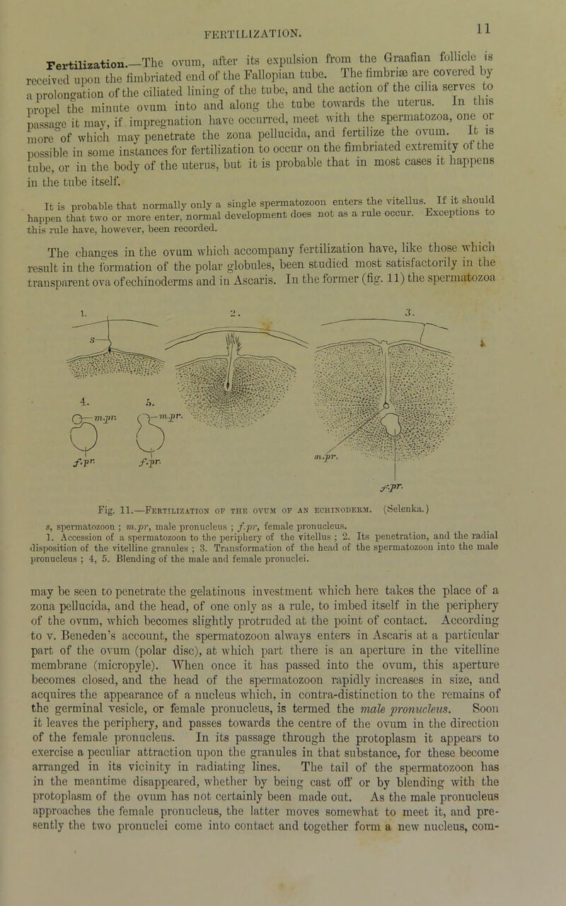 Fertilization.—The ovum, after its expulsion from the Graafian follicle is received upon the fimbriated end of the Fallopian tube. The fimbria are covered by a prolongation of the ciliated lining of the tube, and the action of the cilia serves to propel the minute ovum into and along the tube towards the uterus. In tins passage it may, if impregnation have occurred, meet with the spermatozoa, one 01 more of which may penetrate the zona pellucida, and fertilize the ovum. it is possible in some instances for fertilization to occur on the fimbriated extremity ot the tube, or in the body of the uterus, but it is probable that m most cases it happens in the tube itself. It is probable that normally only a single spermatozoon enters the vitellus If it should happen that two or more enter, normal development does not as a rule occur. Exceptions to this rule have, however, been recorded. The changes in the ovum which accompany fertilization have, like those which result in the formation of the polar globules, been studied most satisfactorily in the transparent ova ofechinoderms and in Ascaris. In the former (fig. 11) the spermatozoa Fig. 11.—Fertilization op the ovum of an echinoderm. (Selenka.) s, spermatozoon ; m.pr, male pronucleus ; f.pr, female pronucleus. 1. Accession of a spermatozoon to the periphery of the vitellus ; 2. Its penetration, and the radial disposition of the vitelline granules ; 3. Transformation of the head of the spermatozoon into the male pronucleus ; 4, 5. Blending of the male and female pronuclei. may be seen to penetrate the gelatinous investment which here takes the place of a zona pellucida, and the head, of one only as a rule, to imbed itself in the periphery of the ovum, which becomes slightly protruded at the point of contact. According to v. Beneden’s account, the spermatozoon always enters in Ascaris at a particular part of the ovum (polar disc), at which part there is an aperture in the vitelline membrane (micropyle). When once it has passed into the ovum, this aperture becomes closed, and the head of the spermatozoon rapidly increases in size, and acquires the appearance of a nucleus which, in contra-distinction to the remains of the germinal vesicle, or female pronucleus, is termed the male pronucleus. Soon it leaves the periphery, and passes towards the centre of the ovum in the direction of the female pronucleus. In its passage through the protoplasm it appears to exercise a peculiar attraction upon the granules in that substance, for these become arranged in its vicinity in radiating lines. The tail of the spermatozoon has in the meantime disappeared, whether by being cast off or by blending with the protoplasm of the ovum has not certainly been made out. As the male pronucleus approaches the female pronucleus, the latter moves somewhat to meet it, and pre- sently the two pronuclei come into contact and together form a new nucleus, com-