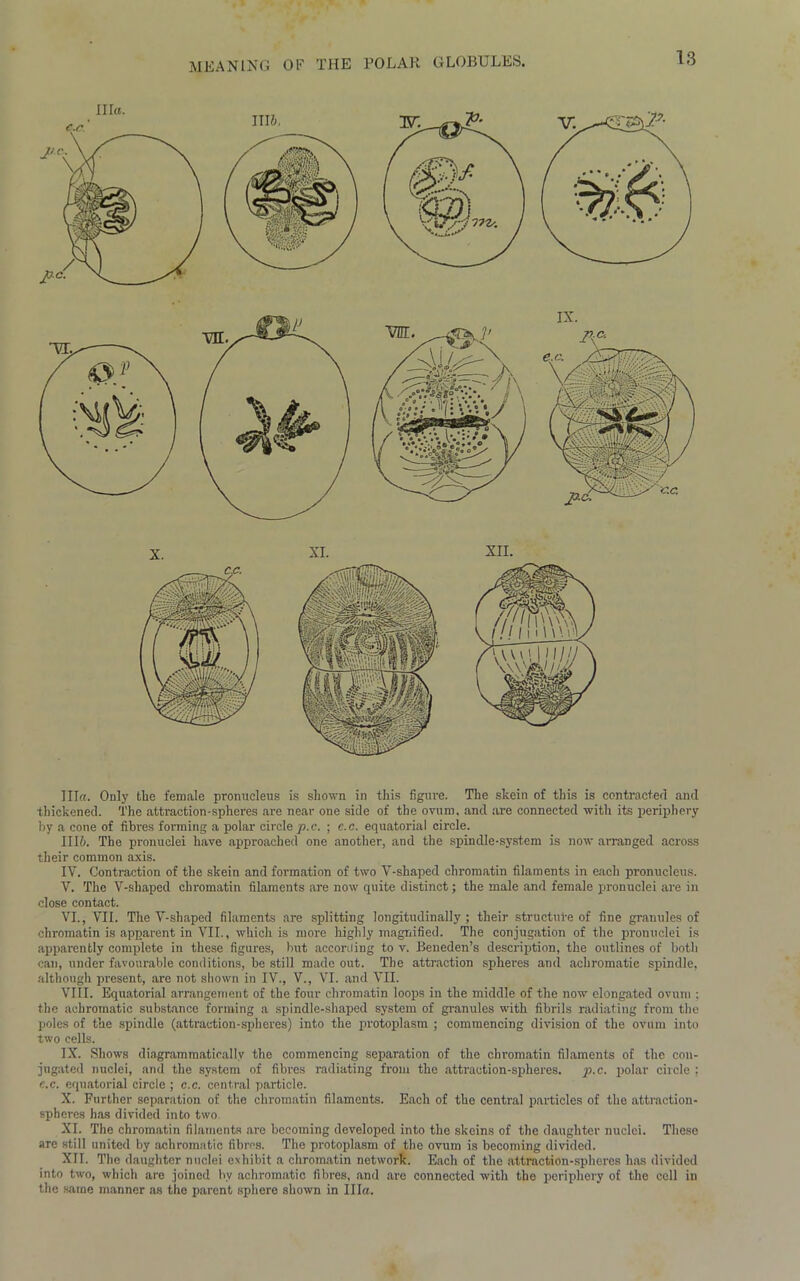 MEANING OF THE POLAR GLOBULES. Ilia. Only the female pronuelens is shown in this figure. The skein of this is contracted and thickened. The attraction-spheres are near one side of the ovum, and are connected with its periphery by a cone of fibres forming a polar circle p.c. ; c.c. equatorial circle. III/;. The pronuclei have approached one another, and the spin die-system is now arranged across their common axis. IV. Contraction of the skein and formation of two V-shaped chromatin filaments in each pronucleus. V. The V-shaped chromatin filaments are now quite distinct; the male and female pronuclei are in close contact. VI. , VII. The V-shaped filaments are splitting longitudinally; their structure of fine granules of chromatin is apparent in VII., which is more highly magnified. The conjugation of the pronuclei is apparently complete in these figures, but according to v. Beneden’s description, the outlines of both can, under favourable conditions, be still made out. The attraction spheres and achromatic spindle, although present, are not shown in IV., V., VI. and VII. VIII. Equatorial arrangement of the four chromatin loops in the middle of the now elongated ovum ; the achromatic substance forming a spindle-shaped system of granules with fibrils radiating from the poles of the spindle (attraction-spheres) into the protoplasm ; commencing division of the ovum into two cells. IX. Shows diagrammaticallv the commencing separation of the chromatin filaments of the con- jugated nuclei, and the system of fibres radiating from the attraction-spheres, p.c. polar circle : c.c. equatorial circle ; c.c. central particle. X. Further separation of the chromatin filaments. Each of the central particles of the attraction- spheres has divided into two XI. The chromatin filaments are becoming developed into the skeins of the daughter nuclei. These are still united by achromatic fibres. The protoplasm of the ovum is becoming divided. XII. The daughter nuclei exhibit a chromatin network. Each of the attraction-spheres has divided into two, which are joined bv achromatic fibres, and are connected with the periphery of the cell iu the same manner as the parent sphere shown in Ilia.