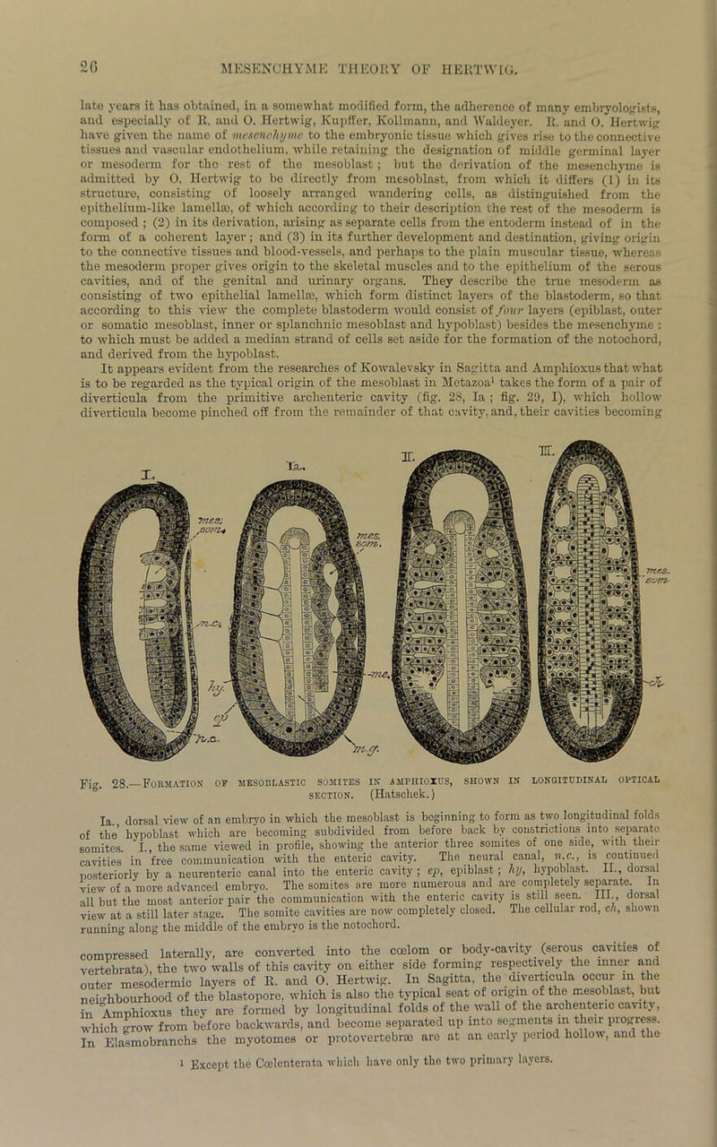 2G MESENCHYME THEORY OF HERTWIG. late years it has obtained, in a somewhat modified form, the adherence of many embryologists, and especially of R. and 0. Hertwig, Kupffer, Kollmann, and Waldeyer. R. and 0. Hertwig have given the name of mesenchyme to the embryonic tissue which gives rise to the connective tissues and vascular endothelium, while retaining the designation of middle germinal layer or mesoderm for the rest of the mesoblast; but the derivation of the mesenchyme is admitted by 0. Hertwig to be directly from mesoblast, from which it differs (1) in its structure, consisting of loosely arranged wandering cells, as distinguished from the epithelium-like lamella:, of which accordiug to their description the rest of the mesoderm is composed ; (2) in its derivation, arising as separate cells from the entoderm instead of in the form of a coherent layer ; and (3) in its further development and destination, giving origin to the connective tissues and blood-vessels, and perhaps to the plain muscular tissue, whereas the mesoderm proper gives origin to the skeletal muscles and to the epithelium of the serous cavities, and of the genital and urinary organs. They describe the true mesoderm as consisting of two epithelial lamella:, which form distinct layers of the blastoderm, so that according to this view the complete blastoderm would consist of four layers (epiblast, outer or somatic mesoblast, inner or splanchnic mesoblast and hypoblast) besides the mesenchyme : to which must be added a median strand of cells set aside for the formation of the notochord, and derived from the hypoblast. It appears evident from the researches of Kowalevsky in Sagitta and Ampliioxus that what is to be regarded as the typical origin of the mesoblast in Metazoa1 takes the form of a pair of diverticula from the primitive archenteric cavity (fig. 28, la ; fig. 29, I), which hollow diverticula become pinched off from the remainder of that cavity, and, their cavities becoming Fig. 28.—Formation of mesoblastic somites in amphioxus, shown in longitudinal optical section. (Hatschek.) Ia. dorsal view of an embryo in which the mesoblast is beginning to form as two longitudinal folds of the' hypoblast which are becoming subdivided from before back by constrictions into separate somites. I., the same viewed in profile, showing the anterior three somites of one side, with then- cavities in free communication with the enteric cavity. The neural canal, n.c., is continued posteriorly by a neurenteric canal into the enteric cavity; ep, epiblast; hy, hypoblast. II. dorsal view of a more advanced embryo. The somites are more numerous and are completely separate. In all but the most anterior pair the communication with the enteric cavity is still seen. III., dorsal view at a still later stage. The somite cavities are now completely closed. The cellular rod, ch, shown running along the middle of the embryo is the notochord. compressed laterally, are converted into the coelom or body-cavity (serous cavities of vertebrata), the two walls of this cavity on either side forming respectively the inner and outer mesodermic layers of R. and O. Hertwig. In Sagitta. the diverticula occur in the neighbourhood of the blastopore, which is also the typical seat of origin of the mesoblast, but in Amphioxus they are formed by longitudinal folds of the wall of the archenteric cavity, which 'tow from before backwards, and become separated up into segments m then piogress. In Elasmobranchs the myotomes or protovertebrae are at an early period hollow, and the