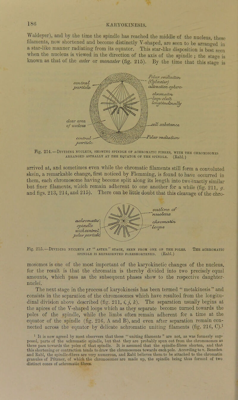 Waldeyer), and by the time the spindle lias reached the middle of the nucleus, these filaments, now shortened and become distinctly Y-shaped, are seen to be arranged in a star-like manner radiating from its equator. This star-like disposition is best seen when the nucleus is viewed in the direction of the axis of the spindle ; the stage is known as that of the aster or monaster (fig. 215). By the time that this stage is ccntraZ particle. Polar /ndiattorv (Oylctaier) cilttvcclion, spherec chrom-cilin, cloft- /UiuZUialhp clear area of nucleus centred, particle. Fig. 214.—Dividing nucleus, showing spindle op achromatic fibres, with the chromosomes ARRANGED ASTRALLY AT THE EQUATOR OF THE SPINDLE. (Rabl.) arrived at, and sometimes even while the chromatic filaments still form a convoluted skein, a remarkable change, first noticed by Flemming, is found to have occurred in them, each chromosome having become split along its length into two exactly similar but finer filaments, which remain adherent to one another for a while (fig. 211, q. and figs. 213, 214, and 215). There can be little doubt that this cleavage of the chro- txc/trorrwUic spindle widccentral polarpa-rliclc o-oitlirte- of nz&cZeus ednomet-tin- loops Fig. 215.—Dividing nucleus at “ aster ” stage, seen from one of the poles. The achromatic SPINDLE IS REPRESENTED FORESHORTENED. (Rabl.) mosomes is one of the most important of the karyokinetic changes of the nucleus, for the result is that the chromatin is thereby divided into two precisely equal amounts, which pass as the subsequent phases show to the respective daughter- nuclei. The next stage in the process of karyokinesis has been termed “ metakinesis ” and consists in the separation of the chromosomes which have resulted from the longitu- dinal division above described (fig. 211, i,j, If). The separation usually begins at the apices of the Y-shaped loops which as they separate become turned towards the poles of the spindle, while the limbs often remain adherent for a time at the equator of the spindle (fig. 210, A and B), and even after separation remain con- nected across the equator by delicate achromatic uniting filaments (fig. 216, C).1 1 It is now agreed by most observers that these “uniting filaments ” are not, as was formerly sup- posed, parts of tlie achromatic spindle, but that they are probably spun out from the chromosomes as these pass towards the poles of that spindle. It is assumed that the spindle-fibres shorten, and that this shortening or contraction tends to draw the chromosomes towards each pole. According to v. Beneden and Rabl, the spindle-fibres are very numerous, and Rabl believes them to be attached to the chromatin granules of Pfitzner, of which the chromosomes are made up, the spindle being thus formed of two distinct cones of achromatic fibres.