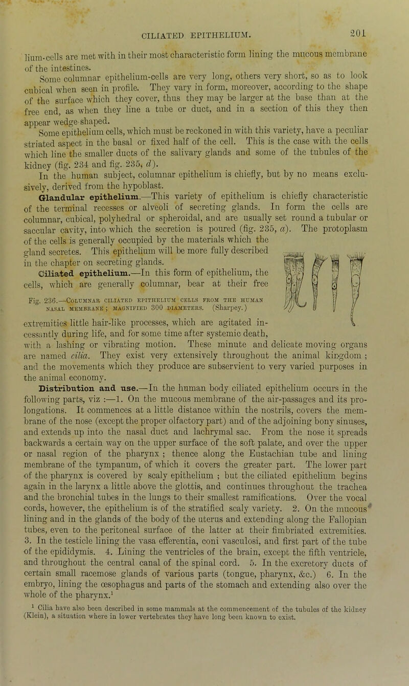 Hum-colls are met with in their most characteristic form lining the mucous membrane of the intestines. Some columnar epithelium-cells are very long, others very short, so as to look cubical when seen in profile. They vary in form, moreover, according to the shape of the surface which they cover, thus they may be larger at the base than at the free end, as when they line a tube or duct, and in a section of this they then appear wedge- shaped. Some epithelium cells, which must be reckoned in with this variety, have a peculiar striated aspect in the basal or fixed half of the cell. This is the case with the cells which line the smaller ducts of the salivary glands and some of the tubules of the kidney (fig. 234 and fig. 235, d). In the human subject, columnar epithelium is chiefly, but by no means exclu- sively, derived from the hypoblast. Glandular epithelium.—This variety of epithelium is chiefly characteristic of the terminal recesses or alveoli of secreting glands. In form the cells are columnar, cubical, polyhedral or spheroidal, and are usually set round a tubular or saccular cavity, into which the secretion is poured (fig. 235, a). The protoplasm of the cells is generally occupied by the materials which the gland secretes. This epithelium will be more fully described in the chapter on secreting glands. Ciliated epithelium.—In this form of epithelium, the cells, which are generally columnar, bear at their free Fig. 236.—Columnar ciliated epithelium cells from the human NASAL MEMBRANE ; MAGNIFIED 300 DIAMETERS. (Sharpey. ) extremities little hair-like processes, which are agitated in- cessantly during life, and for some time after systemic death, with a lashing or vibrating motion. These minute and delicate moving organs are named cilia. They exist very extensively throughout the animal kingdom ; and the movements which they produce are subservient to very varied purposes in the animal economy. Distribution and use.—In the human body ciliated epithelium occurs in the following parts, viz :—1. On the mucous membrane of the air-passages and its pro- longations. It commences at a little distance within the nostrils, covers the mem- brane of the nose (except the proper olfactory part) and of the adjoining bony sinuses, and extends up into the nasal duct and lachrymal sac. From the nose it spreads backwards a certain way on the upper surface of the soft palate, and over the upper or nasal region of the pharynx ; thence along the Eustachian tube and lining membrane of the tympanum, of which it covers the greater part. The lower part of the pharynx is covered by scaly epithelium ; but the ciliated epithelium begins again in the larynx a little above the glottis, and continues throughout the trachea and the bronchial tubes in the lungs to their smallest ramifications. Over the vocal cords, however, the epithelium is of the stratified scaly variety. 2. On the mucous' lining and in the glands of the body of the uterus and extending along the Fallopian tubes, even to the peritoneal surface of the latter at their fimbriated extremities. 3. In the testicle lining the vasa efferentia, coni vasculosi, and first part of the tube of the epididymis. 4. Lining the ventricles of the brain, except the fifth ventricle, and throughout the central canal of the spinal cord. 5. In the excretory ducts of certain small racemose glands of various parts (tongue, pharynx, &c.) 6. In the embryo, lining the oesophagus and parts of the stomach and extending also over the whole of the pharynx.1 1 Cilia have also been described in some mammals at the commencement of the tubules of the kidney (Klein), a situation where in lower vertebrates they have long been known to exist.