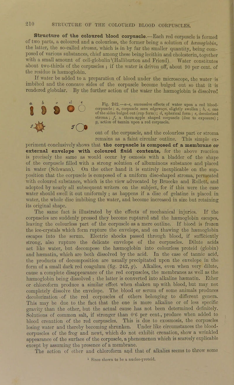 Structure of the coloured blood corpuscle.—Each red corpuscle is formed of two parts, a coloured and a colourless, the former being a solution of hmioglobin, the latter, the so-called stroma, which is in by far the smaller quantity, being com- posed of various substances, chief among these being lecithin and cholesterin, together with a small amount of cell-globulin'(Halliburton and Friend). Water constitutes about two-thirds of the corpuscles ; if the water is driven off, about 90 per cent, of the residue is haemoglobin. If water be added to a preparation of blood under the microscope, the water is imbibed and the concave sides of the corpuscle become bulged out so that it is rendered globular. By the further action of the water the haemoglobin is dissolved d | | © © O yC* Fig. 242.—a-e, successive effects of water upon a red blood- corpuscle ; a, corpuscle seen edgeways, slightly swollen ; b, c, one of the sides bulged out (cup form); cl, spherical form ; e, decolorized stroma; /, a thorn-apple shaped corpuscle (due to exposure); g, action of tannin upon a red corpuscle. out of the corpuscle, and the colourless part or stroma remains as a faint circular outline. This simple ex- periment conclusively shows that the corpuscle is composed of a membrane or external envelope with coloured fluid contents, for the above reaction is precisely the same as would occur by osmosis with a bladder of the shape of the corpuscle filled with a strong solution of albuminous substance and placed in water (Schwann). On the other hand it is entirely inexplicable on the sup- position that the corpuscle is composed of a uniform disc-shaped stroma, permeated with coloured substance, which is the view advocated by Bruecke and Rollett, and adopted by nearly all subsequent writers on the subject, for if this were the case water should swell it out uniformly ; as happens if a disc of gelatine is placed in water, the whole disc imbibing the water, and become increased in size but retaining its original shape. The same fact is illustrated by the effects of mechanical injuries. If the corpuscles are suddenly pressed they become ruptured and the haemoglobin escapes, leaving the colourless part of the corpuscle as a mere outline. If blood is frozen the ice-crystals which form rupture the envelope, and on thawing the hfemoglobin escapes into the serum. Electric shocks passed through blood, if sufficiently strong, also rupture the delicate envelope of the corpuscles. Dilute acids act like water, but decompose the hemoglobin into colourless proteid (globin) and hematin, which are both dissolved by the acid. In the case of tannic acid, the products of decomposition are usually precipitated upon the envelope in the form of a small dark red coagulum (fig. 242, g). Alkalies, even when very dilute, cause a complete disappearance of the red corpuscles, the membranes as well as the haemoglobin being dissolved : the latter is converted into alkaline hiematin. Ether or chloroform produce a similar effect when shaken up with blood, but may not completely dissolve the envelope. The blood or serum of some animals produces decolorization - of the red corpuscles of others belonging to different genera. This may be due to the fact that the one is more alkaline or of less specific gravity than the other, but the actual cause has not been determined definitely. Solutions of common salt, if stronger than Off per cent., produce when added to blood ere nation of the red corpuscles. This is due to exosmosis, the corpuscles losing water and thereby becoming shrunken. Under like circumstances the blood- corpuscles of the frog and newt, which do not exhibit crenation, show a wrinkled appearance of the surface of the corpuscle, a phenomenon which is scarcely explicable except by assuming the presence of a membrane. The action of ether and chloroform and that of alkalies seems to throw some 1 Since shown to be a nucleo-proteid.