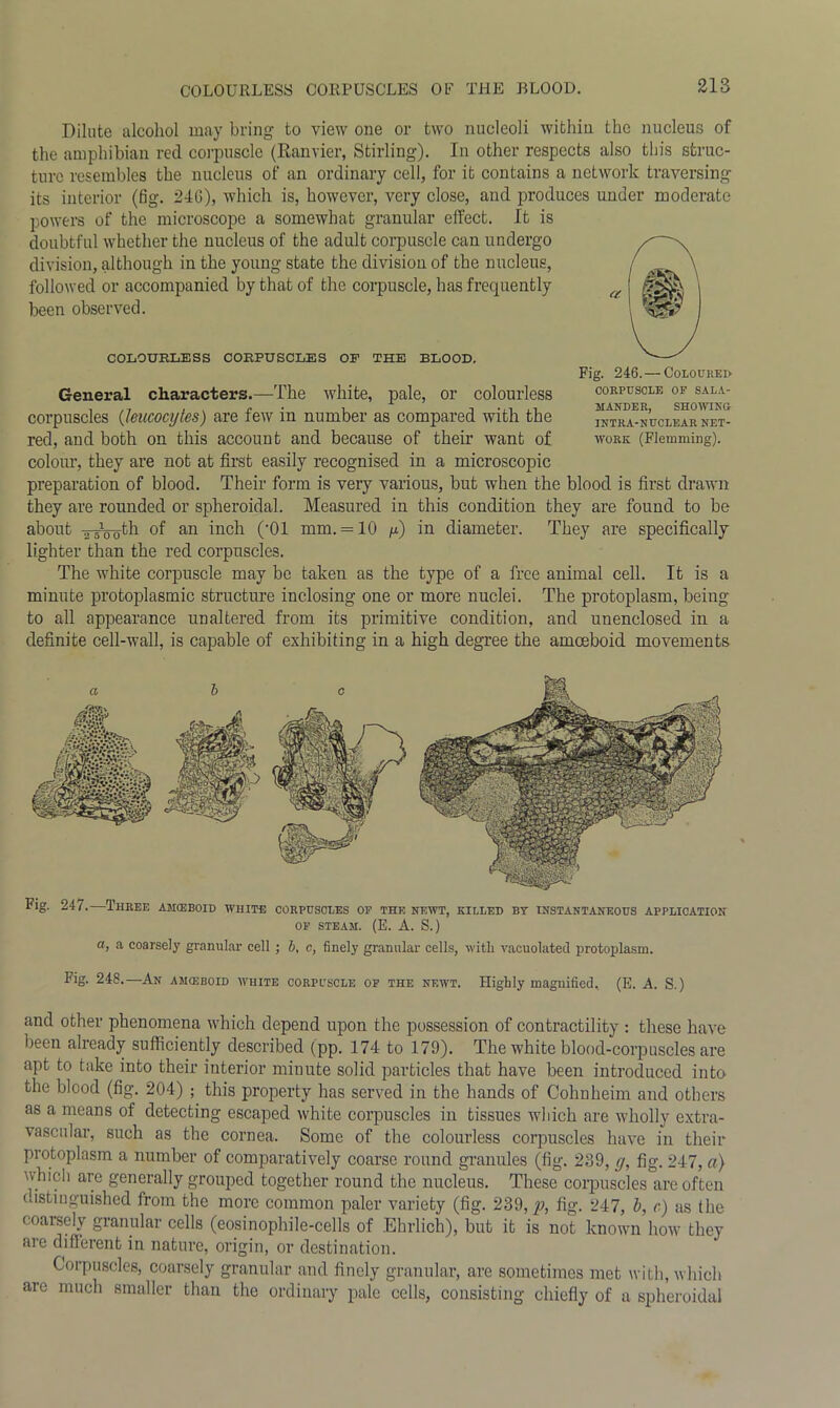 Dilute alcohol may bring to view one or two nucleoli within the nucleus of the amphibian red corpuscle (Ranvier, Stirling). In other respects also this struc- ture resembles the nucleus of an ordinary cell, for it contains a network traversing its interior (fig. 24G), which is, however, very close, and produces under moderate powers of the microscope a somewhat granular effect. It is doubtful whether the nucleus of the adult corpuscle can undergo division, although in the young state the division of the nucleus, followed or accompanied by that of the corpuscle, has frequently been observed. COLOURLESS CORPUSCLES OP THE BLOOD. General characters.—The white, pale, or colourless corpuscles (leucocytes) are few in number as compared with the red, and both on this account and because of their want of colour, they are not at first easily recognised in a microscopic preparation of blood. Their form is very various, but when the blood is first drawn they are rounded or spheroidal. Measured in this condition they are found to be about Tr-Vobh of an inch (-01 mm. = 10 n) in diameter. They are specifically lighter than the red corpuscles. The white corpuscle may be taken as the type of a free animal cell. It is a minute protoplasmic structure inclosing one or more nuclei. The protoplasm, being to all appearance unaltered from its primitive condition, and unenclosed in a definite cell-wall, is capable of exhibiting in a high degree the amoeboid movements Fig. 246. — Coloured- CORPUSCLE OF SALA- MANDER, SHOWING INTRA-NUCLEAR NET- WORK (Flemming). Fig. 24/.—Three amoeboid white corpuscles of the newt, killed by instantaneous application OF STEAM. (E. A. S.) a, a coarsely granular cell ; b, c, finely granular cells, with vacuolated protoplasm. Fig. 248.—An amoeboid white corpuscle of the newt. Highly magnified, (E. A. S.) and other phenomena which depend upon the possession of contractility : these have been already sufficiently described (pp. 174 to 179). The white blood-corpuscles are apt to take into their interior minute solid particles that have been introduced into the blood (fig. 204) ; this property has served in the hands of Cohnheim and others as a means of detecting escaped white corpuscles in tissues which are wholly extra- vascular, such as the cornea. Some of the colourless corpuscles have in their protoplasm a number of comparatively coarse round granules (fig. 239, g, fig. 247, a) which are generally grouped together round the nucleus. These corpuscles are often ustinguished from the more common paler variety (fig. 239,^, fig. 247, b, c) as the coarsely granular cells (eosinophile-cells of Ehrlich), but it is not known how they aie different in nature, origin, or destination. Corpuscles, coarsely granular and finely granular, are sometimes met with, which are much smaller than the ordinary pale cells, consisting chiefly of a spheroidal