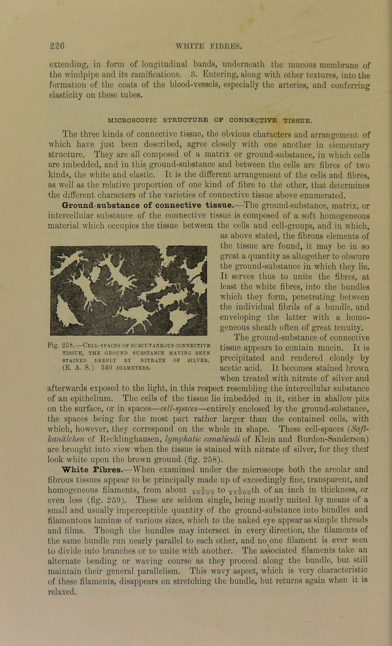 WHITE FIBRES. extending, in form of longitudinal bands, underneath the mucous membrane of the windpipe and its ramifications. 3. Entering, along with other textures, into the formation of the coats of the blood-vessels, especially the arteries, and conferring elasticity on these tubes. MICROSCOPIC STRUCTURE OP CONNECTIVE TISSUE. The three kinds of connective tissue, the obvious characters aud arrangement of which have just been described, agree closely with one another in elementary structure. They are all composed of a matrix or ground-substance, in which cells are imbedded, and in this ground-substance and between the cells are fibres of two kinds, the white and elastic. It is the different arrangement of the cells and fibres, as well as the relative proportion of one kind of fibre to the other, that determines the different characters of the varieties of connective tissue above enumerated. Ground-substance of connective tissue.—The ground-substance, matrix, or intercellular substance of the connective tissue is composed of a soft homogeneous material which occupies the tissue between the cells and cell-groups, and in which, as above stated, the fibrous elements of the tissue are found, it may be in so great a quantity as altogether to obscure the ground-substance in which they lie. It serves thus to unite the fibres, at least the white fibres, into the bundles which they form, penetrating between the individual fibrils of a bundle, and enveloping the latter with a homo- geneous sheath often of great tenuity. The ground-substance of connective tissue appears to contain mucin. It is precipitated and rendered cloudy by acetic acid. It becomes stained brown when treated with nitrate of silver and afterwards exposed to the light, in this respect resembling the intercellular substance of an epithelium. The cells of the tissue lie imbedded in it, either in shallow pits on the surface, or in spaces—cell-spaces—entirely enclosed by the ground-substance, the spaces being for the most part rather larger than the contained cells, with which, however, they correspond on the whole in shape. These cell-spaces (Saft- Icandlchen of Recklinghausen, lymphatic canaliculi of Klein and Burdon-Sanderson) are brought into view when the tissue is stained with nitrate of silver, for they therf look white upon the brown ground (fig. 258). White Fibres.—When examined under the microscope both the areolar and fibrous tissues appear to be principally made up of exceedingly fine, transparent, and homogeneous filaments, from about -g-oihyo to tbooo^1 °f an inch iu thickness, or even less (fig. 259). These are seldom single, being mostly united by means of a small and usually imperceptible quantity of the ground-substance into bundles and filamentous laminae of various sizes, which to the naked eye appear as simple threads and films. Though the bundles may intersect in every direction, the filaments of the same bundle run nearly parallel to each other, and no one filament is ever seen to divide into branches or to unite with another. The associated filaments take an alternate bending or waving course as they proceed along the bundle, but still maintain their general parallelism. This wavy aspect, which is very characteristic of these filaments, disappears on stretching the bundle, but returns again when it is relaxed. Fig. 258.—Cell-spaces of subcutaneous connective TISSUE, THE GROUND SUBSTANCE HAArING BEEN STAINED DEEPLY BY NITEATE OF SILVER. (E. A. S. ) 340 DIAMETERS.