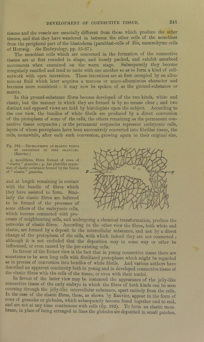 tissues ancl the vessels are esentially different from those which produce the other tissues, and that they have wandered in between the other cells of the mesoblast from the peripheral part of the blastoderm (parablast-cells of His, mesenchyme cells of Hertwig. See Embryology, pp. 25-27). The mesoblast cells which are concerned in the formation of the connective tissues are at first rounded in shape, and loosely packed, and exhibit amoeboid movements when examined on the warm stage. Subsequently they become irregularly ramified and tend to unite with one another so as to form a kind of cell- network with open interstices. These interstices are at first occupied by an albu- minous fluid which later acquires a mucous or muco-albuminous character and becomes more consistent : it may now be spoken of as the ground-substance or matrix. In this ground-substance fibres become developed of the two kinds, white and elastic, but the manner in which they are formed is by no means clear ; and two distinct and opposed views are held by histologists upon the subject. According to the one view, the bundles of white fibrils are produced by a direct conversion of the protoplasm of some of the cells, the others remaining as the permanent con- nective tissue corpuscles ; or the permanent corpuscles represent embryonic cells, layers of whose protoplasm have been successively converted into fibrillar tissue, the cells, meanwhile, after each such conversion, growing again to their original size, Fig. 2S2.—Development of elastic tissue BT DEPOSITION OF FINE GRANULES. . (Eanvier.) rj, moniliform fibres formed of rows of “eiastin ” granules ; p, flat platelike expan- sion of elastic substance formed by the fusion of “ eiastin ” granules. P and at length remaining in contact with the bundle of fibres which they have assisted to form. Simi- larly the elastic fibres are believed to be formed of the processes of some others of the embryonic cells, which become connected with pro- cesses of neighbouring cells, and undergoing a chemical transformation, produce the networks of elastic fibres. According to the other view the fibres, both white and elastic, are formed by a deposit in the intercellular substance, and not by a direct change of the protoplasm of the cells, with which indeed they are not connected ; although it is not excluded that the deposition may in some way or other be influenced, or even caused by the pre-existing cells. In favour of the former view is the fact that in young connective tissue there are sometimes to be seen long cells with fibrillated protoplasm which might be regarded as in piocess ol conversion into bundles of white fibrils. And various authors have described an apparent continuity both in young and in developed connective tissue of the elastic fibres with the cells of the tissue, or even with their nuclei. In favour of the latter view may be instanced the appearance of the jelly-like connective tissue ol the early embryo in which the fibres of both kinds can be seen coursing through the jelly-like intercellular substance, apart entirely from the cells. In the case of the elastic fibres, these, as shown by Ranvier, appear in the form of rows of granules or globules, which subsequently become fused together end to end, and are not at any time continuous with cells (fig. 282). To form an elastic mem- brane, in place of being arranged in lines the globules are deposited in small patches,