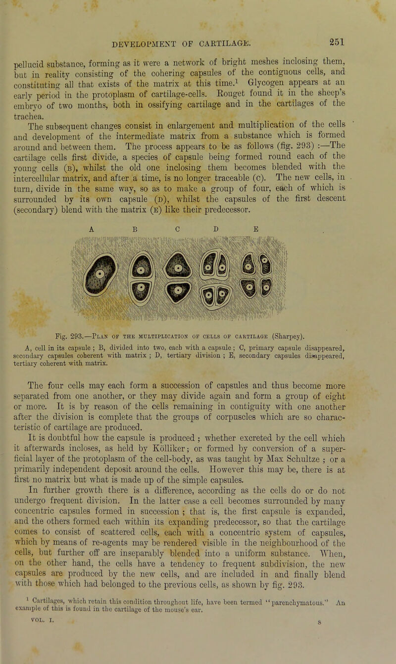 pellucid substance, forming as it were a network of bright meshes inclosing them, but in reality consisting of the cohering capsules of the contiguous cells, and constituting all that exists of the matrix at this time.1 Glycogen appears at an early period in the protoplasm of cartilage-cells. Rouget found it in the sheep’s embryo of two months, both in ossifying cartilage and in the cartilages of the trachea. The subsequent changes consist in enlargement and multiplication of the cells and development of the intermediate matrix from a substance which is formed around and between them. The process appears to be as follows (fig. 293) :—The cartilage cells first divide, a species of capsule being formed round each of the young cells (b), whilst the old one inclosing them becomes blended with the intercellular matrix, and after a time, is no longer traceable (c). The new cells, in turn, divide in the same way, so as to make a group of four, each of which is surrounded by its own capsule (d), whilst the capsules of the first descent (secondary) blend with the matrix (e) like their predecessor. ABODE Fig. 293.—Plan op the multiplication op cells of cartilage (Sharpey). A, cell in its capsule ; B, divided into two, each with a capsule ; C, primary capsule disappeared, secondary capsules coherent with matrix ; D, tertiary division ; E, secondary capsules disappeared, tertiary coherent with matrix. The four cells may each form a succession of capsules and thus become more separated from one another, or they may divide again and form a group of eight or more. It is by reason of the cells remaining in contiguity with one another after the division is complete that the groups of corpuscles which are so charac- teristic of cartilage are produced. It is doubtful how the capsule is produced ; whether excreted by the cell which it afterwards incloses, as held by Kolliker; or formed by conversion of a super- ficial layer of the protoplasm of the cell-body, as was taught by Max Schultze ; or a primarily independent deposit around the cells. However this may be, there is at first no matrix but what is made up of the simple capsules. In further growth there is a difference, according as the cells do or do not undergo frequent division. In the latter case a cell becomes surrounded by many concentric capsules formed in succession ; that is, the first capsule is expanded, and the others formed each within its expanding predecessor, so that the cartilage comes to consist of scattered cells, each with a concentric system of capsules, which by means of re-agents may be rendered visible in the neighbourhood of the cells, but further off are inseparably blended into a uniform substance. When, on the other hand, the cells have a tendency to frequent subdivision, the new capsules are produced by the new cells, and are included in and finally blend with those which had belonged to the previous cells, as shown by fig. 293. 1 Cartilages, which retain this condition throughout life, have been termed “parenchymatous.” An example of this is found in the cartilage of the mouse’s ear. VOL. I. s