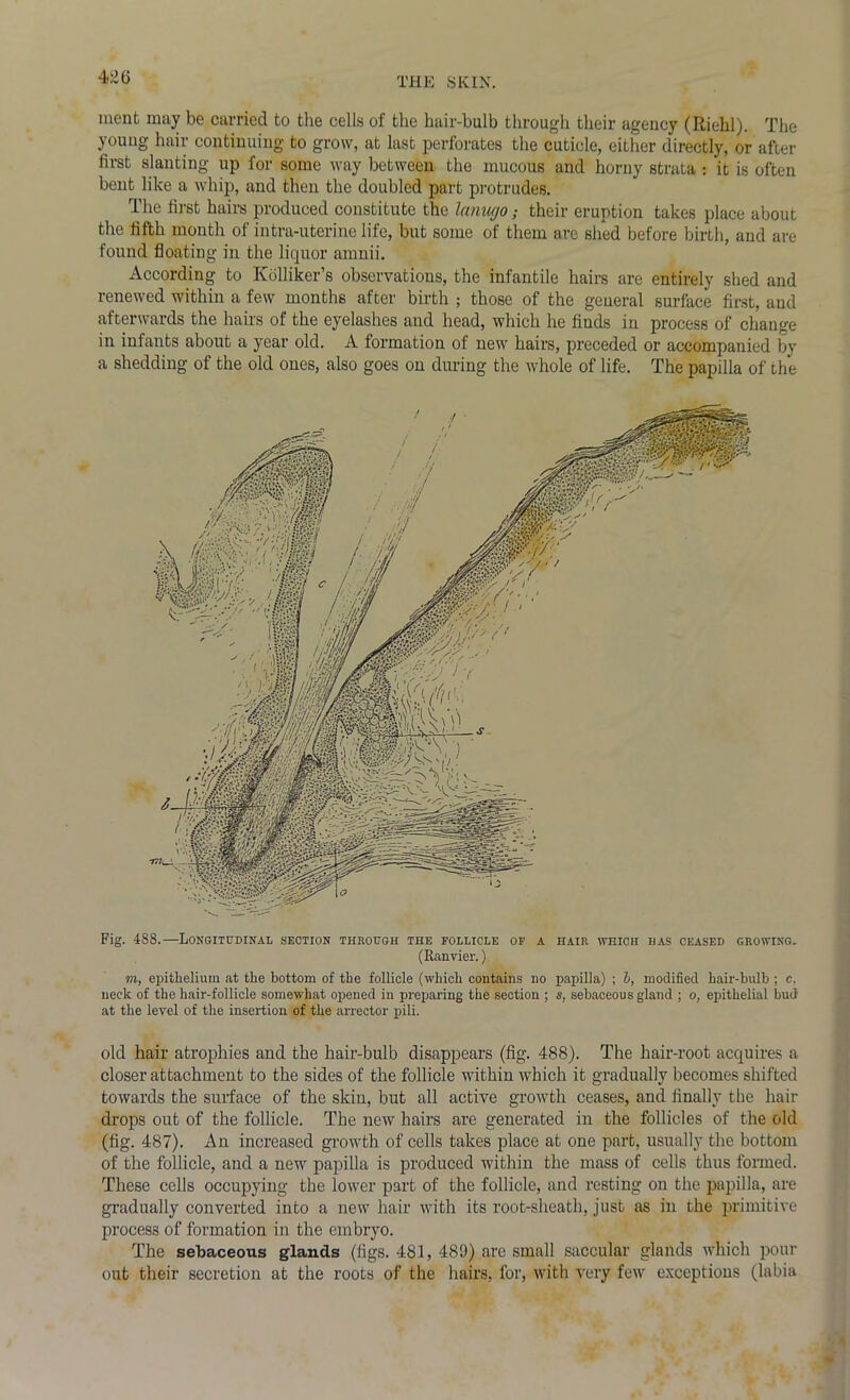 ment may be carried to the cells of the hair-bulb through their agency (Riehl). The young hair continuing to grow, at last perforates the cuticle, either directly, or after first slanting up for some way between the mucous and horny strata : it is often bent like a whip, and then the doubled part protrudes. The first hairs produced constitute the lanugo; their eruption takes place about the fifth month of intra-uterine life, but some of them are shed before birth, and are found floating in the liquor amnii. According to Ivolliker’s observations, the infantile hairs are entirely shed and renewed within a few months after birth ; those of the general surface first, and afterwards the hairs of the eyelashes and head, which he finds in process of change in infants about a year old. A formation of new hairs, preceded or accompanied by a shedding of the old ones, also goes on during the whole of life. The papilla of the Fig. 488.—Longitudinal section through the follicle of a hair which has ceased growing. (Ranvier.) m, epithelium at the bottom of the follicle (which contains no papilla) ; b, modified hair-bulb ; c, neck of the hair-follicle somewhat opened in preparing the section ; s, sebaceous gland ; o, epithelial bud at the level of the insertion of the arrector pili. old hair atrophies and the hair-bulb disappears (fig. 488). The hair-root acquires a closer attachment to the sides of the follicle within which it gradually becomes shifted towards the surface of the skin, but all active growth ceases, and finally the hair drops out of the follicle. The new hairs are generated in the follicles of the old (fig. 487). An increased growth of cells takes place at one part, usually the bottom of the follicle, and a new papilla is produced within the mass of cells thus formed. These cells occupying the lower part of the follicle, and resting on the papilla, are gradually converted into a new hair with its root-sheath, just as in the primitive process of formation in the embryo. The sebaceous glands (figs. 481, 489) arc small saccular glands which pour out their secretion at the roots of the hairs, for, with very few exceptions (labia