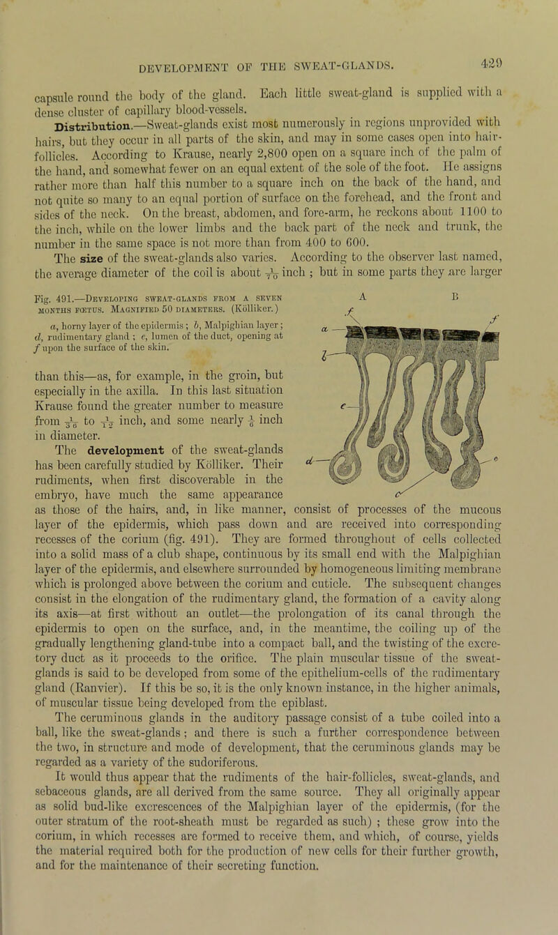 DEVELOPMENT OF THE SWEAT-GLANDS. 420 capsule round the body of the gland. Each little sweat-gland is supplied with a dense cluster of capillary blood-vessels. Distribution.—Sweat-glands exist most numerously in regions unprovided with hairs, but they occur in all parts of the skin, and may in some cases open into hair- follicles. According to Krause, nearly 2,800 open on a square inch of the palm of the hand, and somewhat fewer on an equal extent of the sole of the foot. He assigns rather more than half this number to a square inch on the back of the hand, and not quite so many to an equal portion of surface on the forehead, and the front and sides of the neck. On the breast, abdomen, and fore-arm, he reckons about 1100 to the inch, while on the lower limbs and the back part of the neck and trunk, the number in the same space is not more than from 400 to GOO. The size of the sweat-glands also varies. According to the observer last named, the average diameter of the coil is about TV inch ; but in some parts they are larger Fig. 491.—Developing sweat-glands prom a seven A B MONTIIS FOETUS. MAGNIFIED 50 DIAMETERS. (Kolliker.) a, horny layer of the epidermis ; b, Malpighian layer; d, rudimentary gland ; e, lumen of the duct, opening at / upon the surface of the skin. than this—as, for example, in the groin, but especially in the axilla. In this last situation Krause found the greater number to measure from aV to TV inch, and some nearly J inch in diameter. The development of the sweat-glands has been carefully studied by Kolliker. Their rudiments, when first discoverable in the embryo, have much the same appearance as those of the hairs, and, in like manner, consist of processes of the mucous layer of the epidermis, which pass down and are received into corresponding recesses of the corium (fig. 491). They are formed throughout of cells collected into a solid mass of a club shape, continuous by its small end with the Malpighian layer of the epidermis, and elsewhere surrounded by homogeneous limiting membrane which is prolonged above between the corium and cuticle. The subsequent changes consist in the elongation of the rudimentary gland, the formation of a cavity along its axis—at first without an outlet—the prolongation of its canal through the epidermis to open on the surface, and, in the meantime, the coiling up of the gradually lengthening gland-tube into a compact ball, and the twisting of the excre- tory duct as it proceeds to the orifice. The plain muscular tissue of the sweat- glands is said to be developed from some of the epithelium-cells of the rudimentary gland (Ranvier). If this be so, it is the only known instance, in the higher animals, of muscular tissue being developed from the epiblast. The ceruminous glands in the auditory passage consist of a tube coiled into a ball, like the sweat-glands; and there is such a further correspondence between the two, in structure and mode of development, that the ceruminous glands may be regarded as a variety of the sudoriferous. It would thus appear that the rudiments of the hair-follicles, sweat-glands, and sebaceous glands, are all derived from the same source. They all originally appear as solid bud-like excrescences of the Malpighian layer of the epidermis, (for the outer stratum of the root-sheath must be regarded as such) ; these grow into the corium, in which recesses are formed to receive them, and which, of course, yields the material required both for the production of new cells for their further growth, and for the maintenance of their secreting function.