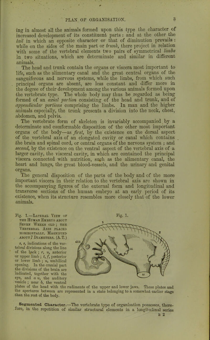 PLAN OF ORGANISATION. ing in almost all the animals formed upon this type the character of increased development of its constituent parts : and at the other the tail in which an opposite character or that of diminution prevails : while on the sides of the main part or trunk, there project in relation with some of the vertebral elements two pairs of symmetrical limbs in two situations, which are determinate and similar in different animals. The head and trunk contain the organs or viscera most important to life, such as the alimentary canal and the great central organs of the sanguiferous and nervous systems, while the limbs, from which such , principal organs are absent, are less constant and differ more in the degree of their development among the various animals formed upon the vertebrate type. The whole body may thus be regarded as being formed of an axial portion consisting of the head and trunk, and of appendicular portions comprising the limbs. In man and the higher animals especially, the trunk presents a division into the neck, chest, abdomen, and pelvis. The vertebrate form of skeleton is invariably accompanied by a determinate and comformable disposition of the other most important organs of the body—as first, by the existence on the dorsal aspect of the vertebral axis of an elongated cavity or canal which contains the brain and spinal cord, or central organs of the nervous system ; and second, by the existence on the ventral aspect of the vertebral axis of a larger cavity, the visceral cavity, in which are contained the principal viscera connected with nutrition, such as the alimentary canal, the heart and lungs, the great blood-vessels, and the urinary and genital •organs. The general disposition of the parts of the body and of the more important viscera in their relation to the vertebral axis are shown in the accompanying figures of the external form and longitudinal and transverse sections of the human embryo at an early period of its •existence, when its structure resembles more closely that of the lower animals. Fig. 1.—Lateral View op Fig. 1. the Human Embryo about Seven Weeks old ; the Vertebral Axis placed HORIZONTALLY. MAGNIFIED about 7 Diameters. (A.T.) s, s, indications of the ver- tebral divisions along the line of the hack ; r, u, anterior or upper limb ; t, /, posterior or lower limb ; u, umbilical opening. In the cranial part the divisions of the brain are Indicated, together with the eye, and a u, the auditory vesicle ; near b, the ventral plates of the head with the rudiments of the upper and lower jaws. These plates and the apertures between are represented in a state belonging to a somewhat earlier stage than the rest of the body. Segmented Character.—The vertebrate type of organisation possesses, there- fore, in the repetition of similar structural elements in a longitudinal series