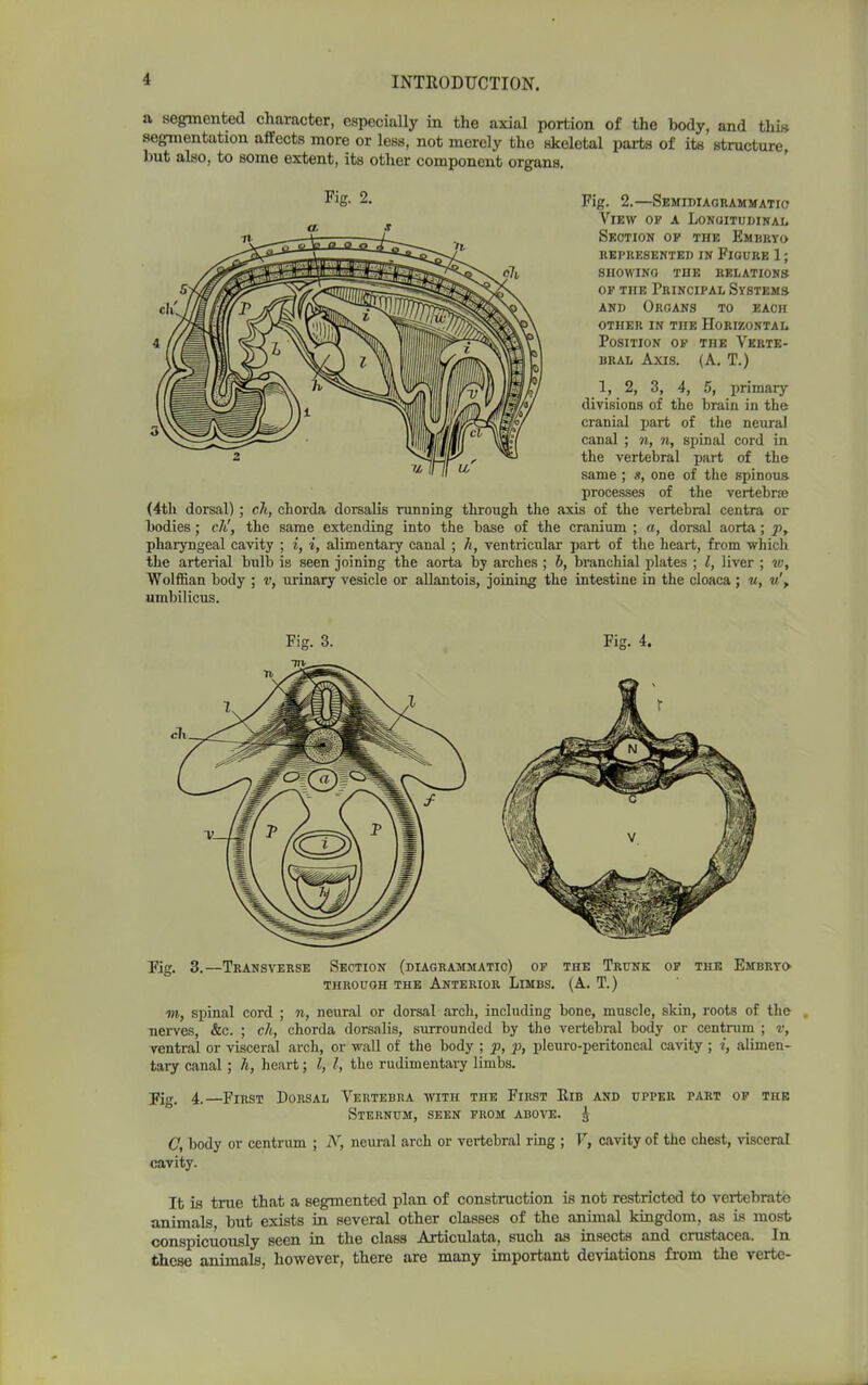 a segmented character, especially in the axial portion of the body, and this segmentation affects more or less, not merely the skeletal parts of its structure, but also, to some extent, its other component organs. Fig- 2. Pig. 2.—Semidiagrammatio View op a Longitudinal Section op the Embryo REPRESENTED IN FIGURE 1; SHOWING THE RELATIONS of the Principal Systems and Organs to each other in TnE Horizontal Position op the Verte- bral Axis. (A. T.) 1, 2, 3, 4, 5, primary divisions of the brain in the cranial part of the neural canal ; n, n, spinal cord in the vertebral part of the same ; a, one of the spinous processes of the vertebrae (4tli dorsal); ch, chorda dorsalis running through the axis of the vertebral centra or bodies; ch!, the same extending into the base of the cranium ; a, dorsal aorta; p, pharyngeal cavity ; i, i, alimentary canal ; h, ventricular part of the heart, from which the arterial bulb is seen joining the aorta by arches ; h, branchial plates ; l, liver ; w, Wolffian body ; v, urinary vesicle or allantois, joining the intestine in the cloaca; u, it', umbilicus. Fig. 3. Fig. 4. Fig. 3.—Transverse Section (diagrammatic) op the Trunk op the Embryo THROUGH THE ANTERIOR LlMBS. (A. T.) m, spinal cord ; n, neural or dorsal arch, including bone, muscle, skin, roots of the ■nerves, &c. ; ch, chorda dorsalis, surrounded by the vertebral body or centrum ; v, ventral or visceral arch, or wall of the body ; p, p, pleuro-peritoneal cavity ; i, alimen- tary canal; h, heart; l, l, the rudimentaiy limbs. Fig. 4.—First Dorsal Vertebra with the First Rib and upper part of the Sternum, seen prom above. £ C, body or centrum ; N, neural arch or vertebral ring ; V, cavity of the chest, visceral cavity. It is true that a segmented plan of construction is not restricted to vertebrate animals, but exists in several other classes of the animal kingdom, as is most conspicuously seen in the class Articulata, such as insects and Crustacea. In these animals, however, there are many important deviations from the verte-