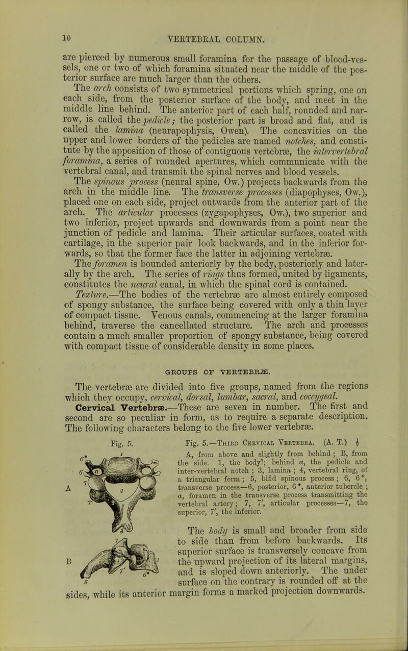 are pierced by numerous small foramina for the passage of blood-ves- sels, one or two of which foramina situated near the middle of the pos- terior surface are much larger than the others. The arch consists of two symmetrical portions which spring, one on each side, from the posterior surface of the body, and meet in the middle line behind. The anterior part of each half, rounded and nar- row, is called the pedicle; the posterior partis broad and flat, and is called the lamina (neurapopliysis, Owen). The concavities on the upper and lower borders of the pedicles are named notches, and consti- tute by the apposition of those of contiguous vertebrae, the intervertebral foramina, a series of rounded apertures, which communicate with the vertebral canal, and transmit the spinal nerves and blood vessels. The spinous process (neural spine, Ow.) projects backwards from the arch in the middle line. The transverse processes (diapophyses, Ow.), placed one on each side, project outwards from the anterior part of the arch. The articular processes (zygapophyses, Ow.), two superior and two inferior, project upwards and downwards from a point near the junction of pedicle and lamina. Their articular surfaces, coated with cartilage, in the superior pair look backwards, and in the inferior for- wards, so that the former face the latter in adjoining vertebrae. The foramen is bounded anteriorly by the body, posteriorly and later- ally by the arch. The series of rings thus formed, united by ligaments, constitutes the neural canal, in which the spinal cord is contained. Texture.—The bodies of the vertebrae are almost entirely composed of spongy substance, the surface being covered with only a thin layer of compact tissue. Yenous canals, commencing at the larger foramina behind, traverse the cancellated structure. The arch and processes contain a much smaller proportion of spongy substance, being covered with compact tissue of considerable density in some places. GROUPS OF VERTEBRiE. The vertebrae are divided into five groups, named from the regions which they occupy, cervical, dorsal, lumbar, sacral, and coccygeal. Cervical Vertebrae.—These are seven in number. The first and second are so peculiar in form, as to require a separate description. The following characters belong to the five lower vertebra?. Fig. fi. Fig. 5.—Third Cervical Vertebra. (A. T.) $ A, from above and slightly from behind ; B, from the side. 1, the body1; behind a, the pedicle and inter-vertebral notch ; 3, lamina ; 4, vertebral ring, of a triangular form ; 5, bifid spinous process ; 6, 6 *, transverse process—6, posterior, 6 *, anterior tubercle ; a, foramen in the transverse process transmitting the vertebral artery; 7, 7', articular processes—7, the superior, 7', the inferior. The body is small and broader from side to side than from before backwards. Its superior surface is transversely concave from B the upward projection of its lateral margins, and is sloped down anteriorly. The under surface on the contrary is rounded olf at the sides, while its anterior margin forms a marked projection downwards.