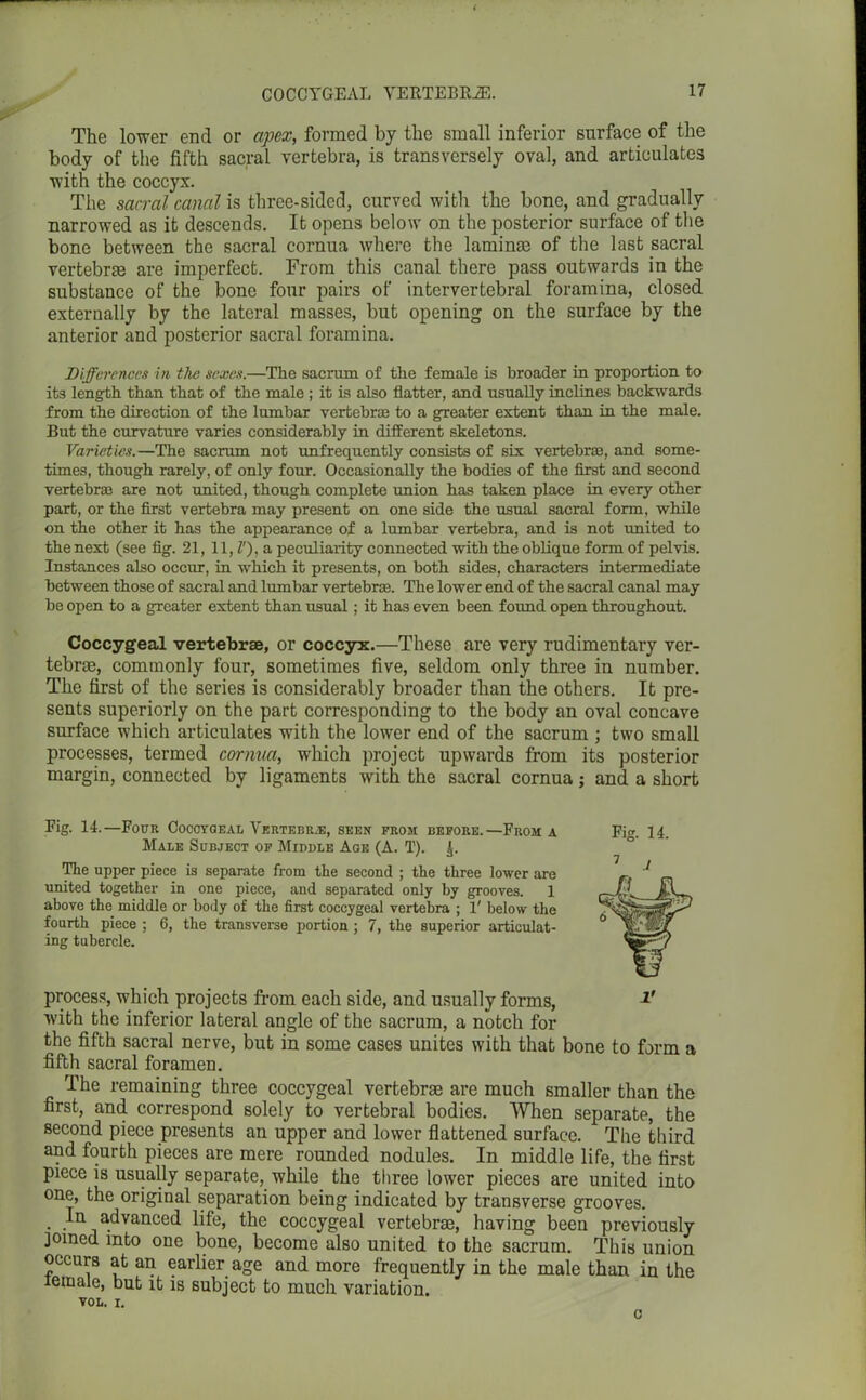 COCCYGEAL VEKTEBK2E. The lower end or apex, formed by the small inferior surface of the body of the fifth sacral vertebra, is transversely oval, and articulates with the coccyx. The sacral canal is three-sided, curved with the bone, and gradually narrowed as it descends. It opens below on the posterior surface of the bone between the sacral cornua where the laminae of the last sacral vertebrae are imperfect. From this canal there pass outwards in the substance of the bone four pairs of intervertebral foramina, closed externally by the lateral masses, but opening on the surface by the anterior and posterior sacral foramina. Differences in the sexes.—The sacrum of the female is broader in proportion to its length than that of the male ; it is also flatter, and usually inclines backwards from the direction of the lumbar vertebras to a greater extent than in the male. But the curvature varies considerably in different skeletons. Varieties.—The sacrum not unfrequently consists of six vertebrae, and some- times, though rarely, of only four. Occasionally the bodies of the first and second vertebras are not united, though complete union has taken place in every other part, or the first vertebra may present on one side the usual sacral form, while on the other it has the appearance of a lumbar vertebra, and is not united to the next (see fig. 21, 11, l'), a peculiarity connected with the oblique form of pelvis. Instances also occur, in which it presents, on both sides, characters intermediate between those of sacral and lumbar vertebras. The lower end of the sacral canal may be open to a greater extent than usual; it has even been found open throughout. Coccygeal vertebrae, or coccyx.—These are very rudimentary ver- tebras, commonly four, sometimes five, seldom only three in number. The first of the series is considerably broader than the others. It pre- sents superiorly on the part corresponding to the body an oval concave surface which articulates with the lower end of the sacrum ; two small processes, termed cornua, which project upwards from its posterior margin, connected by ligaments with the sacral cornua; and a short Pig. 14.—Four Coccygeal Vertebrje, seen prom before.—From a Male Subject op Middle Age (A. T). The upper piece is separate from the second ; the three lower are united together in one piece, and separated only by grooves. 1 above the middle or body of the first coccygeal vertebra ; 1' below the fourth piece ; 6, the transverse portion; 7, the superior articulat- ing tubercle. Fig. 14. process, which projects from each side, and usually forms, 2> with the inferior lateral angle of the sacrum, a notch for the fifth sacral nerve, but in some cases unites with that bone to form a fifth sacral foramen. The remaining three coccygeal vertebrae are much smaller than the first, and correspond solely to vertebral bodies. When separate, the second piece presents an upper and lower flattened surface. The third and fourth pieces are mere rounded nodules. In middle life, the first piece is usually separate, while the three lower pieces are united into one, the original separation being indicated by transverse grooves. • advanced life, the coccygeal vertebrae, having been previously joined into one bone, become also united to the sacrum. This union occurs at an earlier age and more frequently in the male than in the lemale, but it is subject to much variation. VOL. I. o