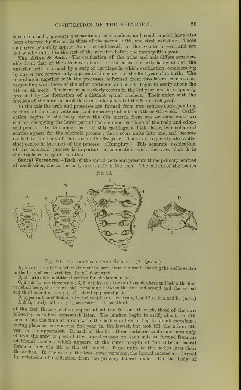 seventh usnally presents a separate osseous nucleus, and small nuclei have also been observed by Meckel in those of the second, fifth, and sixth vertebrae. These epiphyses generally appear from the eighteenth to the twentieth year, and are not wholly united to the rest of the vertebra before the twenty-fifth year. The Atlas & Axis.—The ossification of the atlas and axis differs consider- ably from that of the other vertebras. In the atlas, the body being absent, the anterior arch is formed by a strip of cartilage in which ossification, commencing by one or two centres, only appears in the course of the first year after birth. The neural arch, together with the processes, is formed from two lateral centres cor- responding with those of the other vertebras, and which begin to ossify about the 7th or 8th week. Their union posteriorly occurs in the 3rd year, and is frequently preceded by the formation of a distinct spinal nucleus. Their union with the nucleus of the anterior arch does not take place till the 5th or 6th year. In the axis the arch and processes are formed from two centres corresponding to those of the other vertebras, and appealing about the 7th or 8th week. Ossifi- cation begins in the body about the 6th month, from one or sometimes two centres, occupying the lower part of the common cartilage of the body and odon- toid process. In the upper pai-t of this cartilage, a little later, two collateral centres appear for the odontoid process; these soon unite into one, and become ossified to the body of the axis in the 3rd year. There is frequently also a dis- tinct centre in the apex of the process. (Humphry.) This separate ossification of the odontoid process is important in connection with the view that it is the displaced body of the atlas. Sacral Vertebrae.—Each of the sacral vertebrae presents three primary centres of ossification, one in the body and a pair in the arch. The centres of the bodies Fig. 20. c Fig. 20.—Ossification of the Sacrum. (R. Quain.) A, sacrum of a foetus before six months, seen from the front, showing the ossific centre in the body of each vertebra, from 1 downwards. B, at birth ; 2,2, additional centres for the lateral masses. C, about twenty-three years ; 3, 3, epiphysial plates still visible above and below the first vertebral body, the fissures still remaining between the first and second and the second and third lateral masses ; 4, 4', lateral epiphysial plates. D, upper surface of first sacral vertebra at four or five years, 1, and2, as in A and B. (A.T.) A & B, nearly full size ; C, one-fourth ; D, one-third. of the first three vertebrae appear about the 8th or 9th week, those of the two following vertebrae somewhat later. The laminae begin to ossify about the 6th month, but the time of union with the bodies differs in the different vertebrae ; taking place as early as the 2nd year in the lowest, but not till the 5th or 6th year in the uppermost. In each of the first three vertebrae, and sometimes only of two, the anterior part of the lateral masses on each side is formed from an additional nucleus which appears at the outer margin of the anterior sacral foramen from the 6th to the 8th month. These unite to the bodies later than ie arches. In the case of the two lower vertebrae, the lateral masses arc formed y extension of ossification from the primary lateral nuclei. On the body of