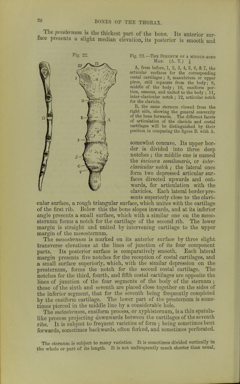 The presternum is the thickest part of the bone. Its anterior sur- lace presents a slight median elevation, its posterior is smooth and Fig. 22.—The Sternum op a middle-aged Man. (A. T.) £ A, from before, 1, 2, 3, 4, 5, 6, & 7, the articular surfaces for the corresponding costal cartilages ; 8, manubrium or upper piece, still separate from the body; 9, middle of the body; 10, ensiform por- tion, osseous, and united to the body ; 11, inter-clavicular notch ; 12, articular notch for the clavicle. B, the same sternum viewed from the right side, showing the general convexity of the bone forwards. The different facets of articulation of the clavicle and costal cartilages will be distinguished by their position in comparing the figure B. with A. somewhat concave. Its upper bor- der is divided into three deep notches ; the middle one is named the incisura semilunaris, or inter- clavicular notch ; the lateral ones form two depressed articular sur- faces directed upwards and out- wards, for articulation with the clavicles. Each lateral border pre- sents superiorly close to the clavi- cular surface, a rough triangular surface, which unites with the cartilage of the first rib. Below this the bone slopes inwards, and at its inferior angle presents a small surface, which with a similar one on the meso- sternum forms a notch for the cartilage of the second rib. The lower margin is straight and united by intervening cartilage to the upper margin of the mesosternum. The mesosternum is marked on its anterior surface by three slight transverse elevations at the lines of junction of its four component parts. Its posterior surface is comparatively smooth. Each lateral margin presents five notches for the reception of costal cartilages, and a small surface superiorly, which, with the similar depression on the presternum, forms the notch for the second costal cartilage. The notches for the third, fourth, and fifth costal cartilages are opposite the lines of junction of the four segments of the body of the sternum ; those of the sixth and seventh are placed close together on the sides of the inferior segment, that for the seventh being frequently completed by the ensiform cartilage. The lower part of the presternum is some- times pierced in the middle line by a considerable hole. The metasternum, ensiform process, or xyphisternum, is a thin spatula- like process projecting downwards between the cartilages of the seventh ribs. It is subject to frequent varieties of form ; being sometimes bent forwards, sometimes backwards, often forked, and sometimes perforated. The sternum is subject to many varieties. It is sometimes divided vertically in the whole or part of its length. It is not unfrequently much shorter than usual, Fig. 22. 13