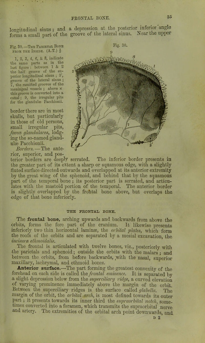 longitudinal sinus ; and a depression at the posterior inferior angle forms a small part of the groove of the lateral sinus. Near the upper Fig. 30.—The Parietal Bone from the Inside. (A.T.) b 1, 2, 3, 4, 6, & 8, indicate tlie same parts as in the hist figure : between 1 & 2 the half groove of the su- perior longitudinal sinus ; 3 , groove of the lateral sinus ; 7, the ramified grooves of the meningeal vessels ; above x this groove is converted into a cabal; 9, the irregular pits for the glandulce Pacchionii. border there are in most skulls, but particularly in those of old persons, small irregular pits, fovea, glandular es, lodg- ing the so-named gland- ulas Pacchionii. Borders.—The ante- Fig. 30. rior, superior, and pos- terior borders are deeply serrated. The inferior border presents in the greater part of its extent a sharp or squamous edge, with a slightly fluted surface directed outwards and overlapped at its anterior extremity by the great wing of the sphenoid, and behind that by the squamous part of the temporal bone ; its posterior part is serrated, and articu- lates with the mastoid portion of the temporal. The anterior border is slightly overlapped by the frohtal bone above, but overlaps the edge of that bone interiorly. THE FRONTAL BONE. The frontal bone, arching upwards and backwards from above the orbits, forms the fore part of the cranium. It likewise presents interiorly two thin horizontal laminae, the orbital plates, which form the roofs of the orbits and are separated by a mesial excavation, the incisura ethmoidalis. The frontal is articulated with twelve bones, viz., posteriorly with the parietals and sphenoid; outside the orbits with the malars; and between the orbits, from before backwards, ,with the nasal, superior maxillary, lachrymal, and ethmoid bones. Anterior surface.—The part forming the greatest convexity of the forehead on each side is called the frontal eminence. It is separated by a slight depression below from the superciliary ridge, a curved elevation of varying prominence immediately above the margin of the orbit. Between the superciliary ridges is the surface called glabella. The margin of the orbit, the orbital arch, is most defined towards its outer part; it presents towards its inner third the supraorbital notch, some- times converted into a foramen, which transmits the supraorbital nerve and artery. The extremities of the orbital arch point downwards, and n 2 *