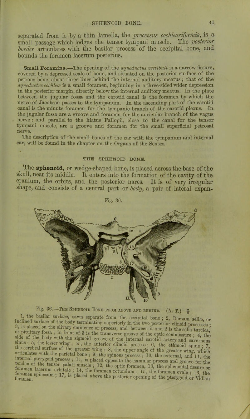 separated from it by a thin lamella, the processus cochlear if or mis, is a small passage which lodges the tensor tympani muscle. The posterior border articulates with the basilar process of the occipital bone, and bounds the foramen lacerum posterius. Small Foramina.—The opening of the aqneductus vcstibuli is a narrow fissure, covered by a depressed scale of bone, and situated on the posterior surface of the petrous bone, about three lines behind the internal auditory meatus ; that of the aqneductus cochlea; is a small foramen, beginning in a three-sided wider depression in the posterior margin, directly below the internal auditory meatus. In the plate between the jugular fossa and the carotid canal is the foramen by which the nerve of Jacobson passes to the tympanum. In the ascending part of the carotid canal is the minute foramen for the tympanic branch of the carotid plexus. In the jugular fossa are a groove and foramen for the auricular branch of the vagus nerve ; and parallel to the hiatus Fallopii, close to the canal for the tensor tympani muscle, are a groove and foramen for the small superficial petrosal nerve. The description of the small bones of the ear with the tympanum and internal ear, will be found in the chapter on the Organs of the Senses. THE SPHENOID BONE. The sphenoid, or wedge-shaped bone, is placed across the base of the skull, near its middle. It enters into the formation of the cavity of the cranium, the orbits, and the posterior nares. It is of very irregular shape, and consists of a central part or body, a pair of lateral expan- Fig. 36. Fig. 36.—The Sphenoid Bone from above and behind. (A. T.) g . b tbe basilar surface, sawn separate from the occipital bone ; 2, Dorsum 561102 or inclined surface of the body terminating superiorly in the two posterior clinoid processes • o, is placed on the olivary eminence or process, and between it and 2 is the sella turcioa ’ or pituitary fossa ; in front of 3 is the transverse groove of the optic commissure • 4 the •side of the body with the sigmoid groove of the internal carotid artery and cavernous sinus ; 5, the lesser wing ; x, the anterior clinoid process ; 6, the ethmoid spine • 7 the cerebral surface of the greater wing ; 8, the upper angle of the greater wing, which • dl^tes with the parietal bone ; 9, the spinous process ; 10, the external, and 11 the tendon1 of tC,lyg?ld ljrocess 5 H. 1S placed opposite the hamular process and groove for the of.tl,e tens°r palati muscle ; 12, the optic foramen, 13, the sphenoidal fissure oi- forampn ala?erum orbdal.e ; 14, the foramen rotund urn ; 15, the foramen ovale ; 16 the foramen. 'pm°SUm ’ 17’ “ placed above tbe posterior opening of the pterygoid or Vidian