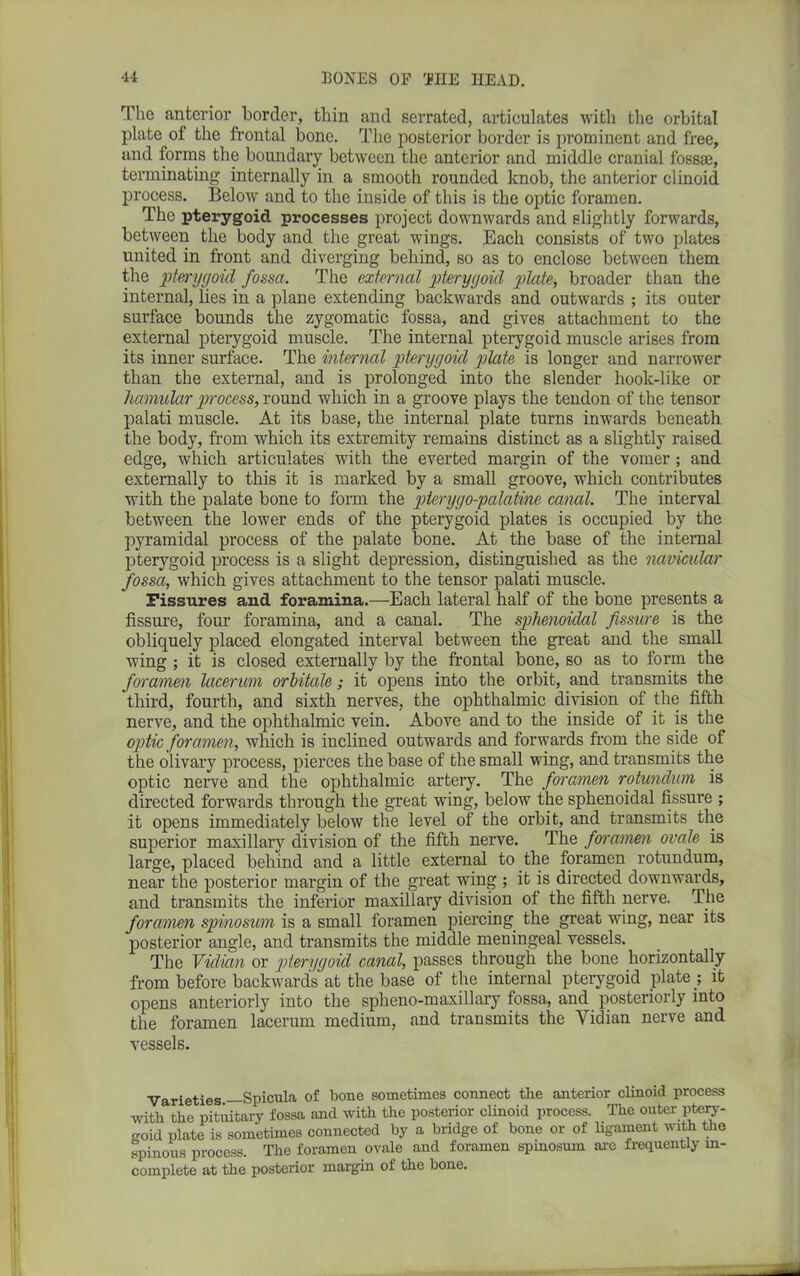 The anterior border, thin and serrated, articulates with the orbital plate of the frontal bone. The posterior border is prominent and free, and forms the boundary between the anterior and middle cranial fossae, terminating internally in a smooth rounded knob, the anterior clinoid process. Below and to the inside of this is the optic foramen. The pterygoid processes project downwards and slightly forwards, between the body and the great wings. Each consists of two plates united in front and diverging behind, so as to enclose between them the pterygoid fossa. The external pterygoid plate, broader than the internal, lies in a plane extending backwards and outwards ; its outer surface bounds the zygomatic fossa, and gives attachment to the external pterygoid muscle. The internal pterygoid muscle arises from its inner surface. The internal pterygoid plate is longer and narrower than the external, and is prolonged into the slender hook-like or hamular process, round which in a groove plays the tendon of the tensor palati muscle. At its base, the internal plate turns inwards beneath the body, from which its extremity remains distinct as a slightly raised edge, which articulates with the everted margin of the vomer ; and externally to this it is marked by a small groove, which contributes with the palate bone to form the pterygopalatine canal. The interval between the lower ends of the pterygoid plates is occupied by the pyramidal process of the palate bone. At the base of the internal pterygoid process is a slight depression, distinguished as the navicular fossa, which gives attachment to the tensor palati muscle. Fissures and foramina.—Each lateral half of the bone presents a fissure, four foramina, and a canal. The sphenoidal fissure is the obliquely placed elongated interval between the great and the small wing ; it is closed externally by the frontal bone, so as to form the foramen lacerum orhitale; it opens into the orbit, and transmits the third, fourth, and sixth nerves, the ophthalmic division of the fifth nerve, and the ophthalmic vein. Above and to the inside of it is the optic foramen, which is inclined outwards and forwards from the side of the olivary process, pierces the base of the small wing, and transmits the optic nerve and the ophthalmic artery. The foramen rotundum is directed forwards through the great wing, below the sphenoidal fissure ; it opens immediately below the level of the orbit, and transmits the superior maxillary division of the fifth nerve. The foramen ovale is large, placed behind and a little external to the foramen rotundum, near the posterior margin of the great wing ; it is directed downwards, and transmits the inferior maxillary division ot the fifth nerve. The foramen spinosum is a small foramen piercing the great wing, near its posterior angle, and transmits the middle meningeal vessels. The Vidian or pterygoid canal, passes through the bone horizontally from before backwards at the base of the internal pterygoid plate ; it opens anteriorly into the spheno-maxillary fossa, and posteriorly into the foramen lacerum medium, and transmits the Yidian nerve and vessels. Varieties — Spicula of bone sometimes connect the anterior clinoid process with the pituitary fossa and with the posterior clinoid process. The outer ptery- goid plate is sometimes connected by a bridge of bone or of ligament with the spinous process. The foramen ovale and foramen spinosum are frequently in- complete at the posterior margin of the bone.