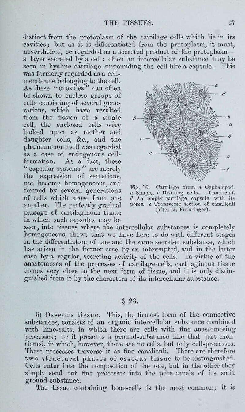 distinct from tHe protoplasm of the cartilage cells which lie in its cavities; but as it is differentiated from the protoplasm^ it must^ nevertheless^ be regarded as a secreted product of • the protoplasm— a layer secreted by a cell: often an intercellular substance may be seen in hyaline cartilage surrounding the cell like a capsule. This was formerly regarded as a cell- membrane belonging to the cell. As these capsules can often be shown to enclose groups of cells consisting of several gene- rations, which have resulted from the fission of a single cell, the enclosed cells were looked upon as mother and daughter cells, &c., and the phsenomenon itself was regarded as a case of endogenous cell- formation. As a fact, these capsular systems are merely the expression of secretions, not become homogeneous, and formed by several generations of cells which arose from one another. The perfectly gradual passage of cartilaginous tissue in which such capsules may be seen, into tissues where the intercellular substances is completely homogeneous, shows that we have here to do with different stages in the differentiation of one and the same secreted substance, which has arisen in the former case by an interrupted, and in the latter case by a regular, secreting activity of the cells. In virtue of the anastomoses of the processes of cartilage-cells, cartilaginous tissue comes very close to the next form of tissue, and it is only distin- guished from it by the characters of its intercellular substance. § 23. 5) Osseous tissue. This, the firmest form of the connective substances, consists of an organic intercellular substance combined with lime-salts, in which there are cells with fine anastomosing processes; or it presents a ground-substance like that just men- tioned, in which, however, there are no cells, but only cell-processes. These processes traverse it as fine canaliculi. There are therefore two structural phases of osseous tissue to be distinguished. Cells enter into the composition of the one, but in the other they simply send out fine processes into the pore-canals of its solid ground-substance. The tissue containing bone-cells is the most common; it is Fig. 10. Cartilage from a Cephalopod. a Simple, b Dividing cells, c Canaliculi. d An empty cartilage capsule with its pores, e Transverse section of canaliculi (after M. Fiirbringer).