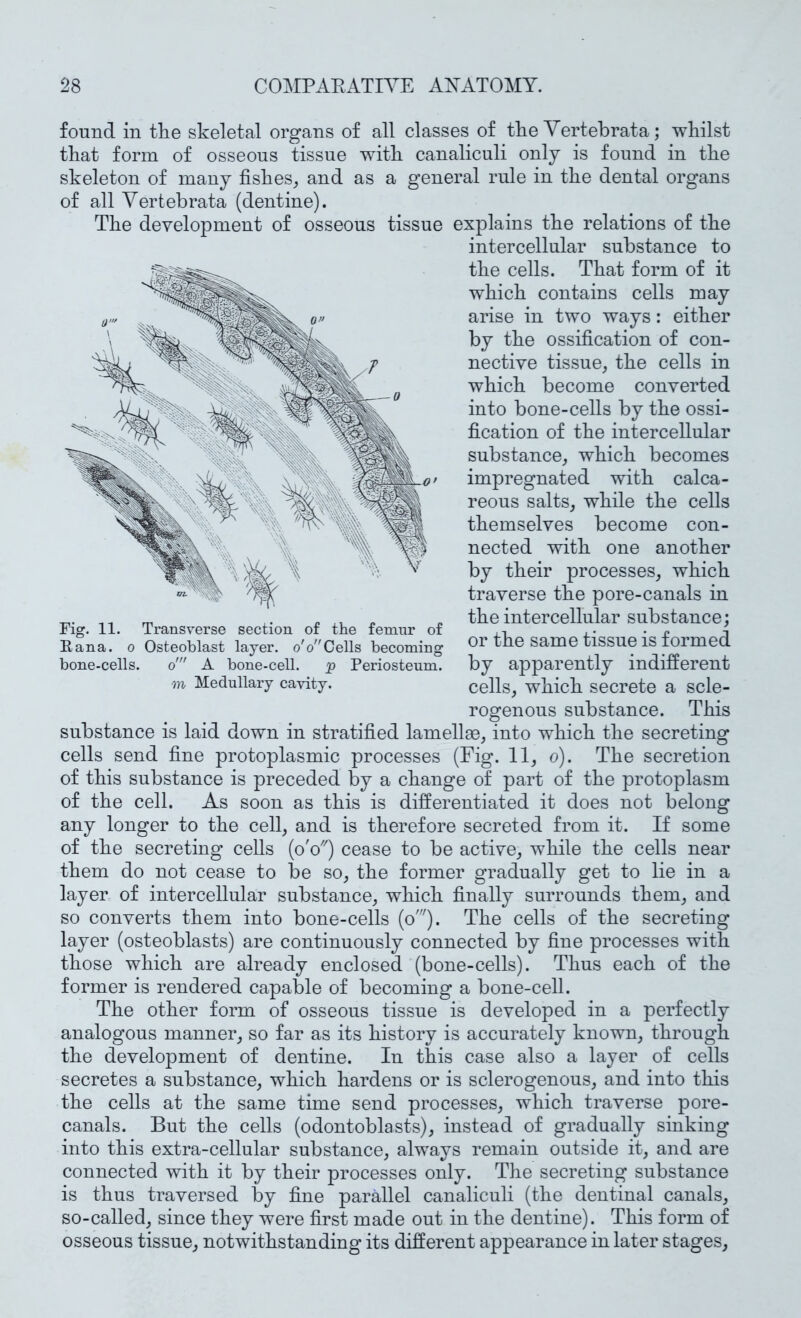 found in tlie skeletal organs of all classes of tke Yertebrata; whilst that form of osseous tissue with canaliculi only is found in the skeleton of many fishes^ and as a general rule in the dental organs of all Yertebrata (dentine). The development of osseous tissue explains the relations of the intercellular substance to the cells. That form of it which contains cells may arise in two ways: either by the ossification of con- nective tissue^ the cells in which become converted into bone-cells by the ossi- fication of the intercellular substance, which becomes impregnated with calca- reous salts, while the cells themselves become con- nected with one another by their processes, which traverse the pore-canals in the intercellular substance; or the same tissue is formed by apparently indifferent cells, which secrete a scle- rogenous substance. This substance is laid down in stratified lamellae, into which the secreting cells send fine protoplasmic processes (Fig. 11, o). The secretion of this substance is preceded by a change of part of the protoplasm of the cell. As soon as this is differentiated it does not belong any longer to the cell, and is therefore secreted from it. If some of the secreting cells (o'c'') cease to be active, while the cells near them do not cease to be so, the former gradually get to lie in a layer of intercellular substance, which finally surrounds them, and so converts them into bone-cells (o'). The cells of the secreting layer (osteoblasts) are continuously connected by fine processes with those which are already enclosed (bone-cells). Thus each of the former is rendered capable of becoming a bone-cell. The other form of osseous tissue is developed in a perfectly analogous manner, so far as its history is accurately known, through the development of dentine. In this case also a layer of cells secretes a substance, which hardens or is sclerogenous, and into this the cells at the same time send processes, which traverse pore- canals. But the cells (odontoblasts), instead of gradually sinking into this extra-cellular substance, always remain outside it, and are connected with it by their processes only. The secreting substance is thus traversed by fine parallel canaliculi (the dentinal canals, so-called, since they were first made out in the dentine). This form of osseous tissue, notwithstanding its different appearance in later stages. Fig. 11. Transverse section of the feninr of Eana. o Osteoblast layer, o'©Cells becoming bone-cells. o' A bone-cell. p Periosteum, m Medullary cavity.