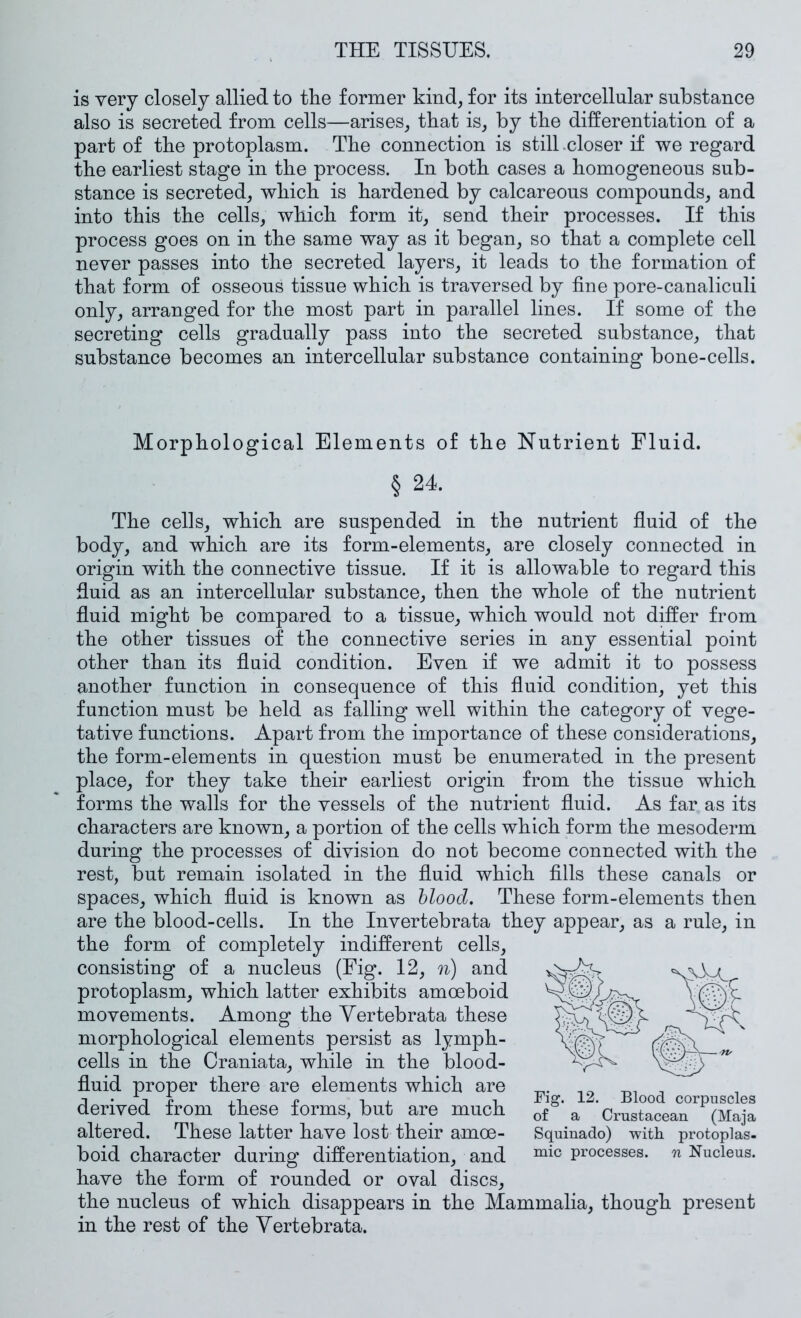 is very closely allied to tlie former kind, for its intercellular substance also is secreted from cells—arises, that is, by the differentiation of a part of the protoplasm. The connection is stilLcloser if we regard the earliest stage in the process. In both cases a homogeneous sub- stance is secreted, which is hardened by calcareous compounds, and into this the cells, which form it, send their processes. If this process goes on in the same way as it began, so that a complete cell never passes into the secreted layers, it leads to the formation of that form of osseous tissue which is traversed by fine pore-canaliculi only, arranged for the most part in parallel lines. If some of the secreting cells gradually pass into the secreted substance, that substance becomes an intercellular substance containing bone-cells. Morphological Elements of the Nutrient Fluid. § 24. The cells, which are suspended in the nutrient fluid of the body, and which are its form-elements, are closely connected in origin with the connective tissue. If it is allowable to regard this fluid as an intercellular substance, then the whole of the nutrient fluid might be compared to a tissue, which would not differ from the other tissues of the connective series in any essential point other than its fluid condition. Even if we admit it to possess another function in consequence of this fluid condition, yet this function must be held as falling well within the category of vege- tative functions. Apart from the importance of these considerations, the form-elements in question must be enumerated in the present place, for they take their earliest origin from the tissue which forms the walls for the vessels of the nutrient fluid. As far as its characters are known, a portion of the cells which form the mesoderm during the processes of division do not become connected with the rest, but remain isolated in the fluid which fills these canals or spaces, which fluid is known as hlood. These form-elements then are the blood-cells. In the Invertebrata they appear, as a rule, in the form of completely indifferent cells, consisting of a nucleus (Fig. 12, n) and protoplasm, which latter exhibits amoeboid movements. Among the Yertebrata these morphological elements persist as lymph- cells in the Craniata, while in the blood- fluid proper there are elements which are derived from these forms, but are much altered. These latter have lost their amoe- boid character during differentiation, and have the form of rounded or oval discs, the nucleus of which disappears in the Mammalia, though present in the rest of the Yertebrata. Fig. 12. Blood corpuscles of a Crustacean (Maja Squinado) witli protoplas- mic processes, n Nucleus.