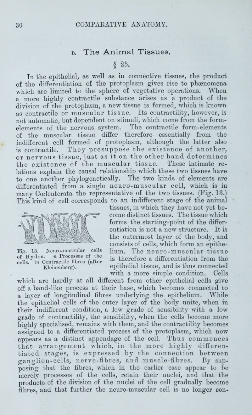 B. The Animal Tissues. § 25. Ill tlie epitTelialj as well as in connective tissues, the product of the differentiation of the protoplasm gives rise to phenomena which are limited to the sphere of vegetative operations. AYhen a more highly contractile substance arises as a product of the division of the protoplasm, a new tissue is formed, which is known as contractile or muscular tissue. Its contractility, however, is not automatic, but dependent on stimuli, which come from the form- elements of the nervous system. The contractile form-elements of the muscular tissue differ therefore essentially from the indifferent cell formed of protoplasm, although the latter also is contractile. They presuppose the existence of another, or nervous tissue, just as it on the other hand determines the existence of the muscular tissue. These intimate re- lations explain the causal relationship which these two tissues have to one another phylogenetically. The two kinds of elements are differentiated from a single neuro-muscular cell, which is in many Coelenterata the representative of the two tissues. (Fig. 13.) This kind of cell corresponds to an indifferent stage of the animal tissues, in which they have not yet be- come distinct tissues. The tissue which forms the starting-point of the differ- entiation is not a new structure. It is the outermost layer of the body, and consists of cells, which form an epithe- lium. The neuro-muscular tissue is therefore a differentiation from the epithelial tissue, and is thus connected with a more simple condition. Cells which are hardly at all different from other epithelial cells give off a band-like process at their base, which becomes connected to a layer of longitudinal fibres underlying the epithelium. While the epithelial cells of the outer layer of the body unite, when in their indifferent condition, a low grade of sensibility with a low grade of contractility, the sensibility, when the cells become more highly specialised, remains with them, and the contractility becomes assigned to a differentiated process of the protoplasm, which now appears as a distinct appendage of the cell. Thus commences that arrangement which, in the more highly differen- tiated stages, is expressed by the connection between ganglion-cells, nerve-fibres, and muscle-fibres. By sup- posing that the fibres, which in the earlier case appear to be merely processes of the cells, retain their nuclei, and that the products of the division of the nuclei of the cell gradually become fibres, and that further the neuro-muscular cell is no longer con- Fig. 13. Neiiro-mnscular cells of Hydra. n Processes of the cells, w Contractile fibres (after Kleinenberg).