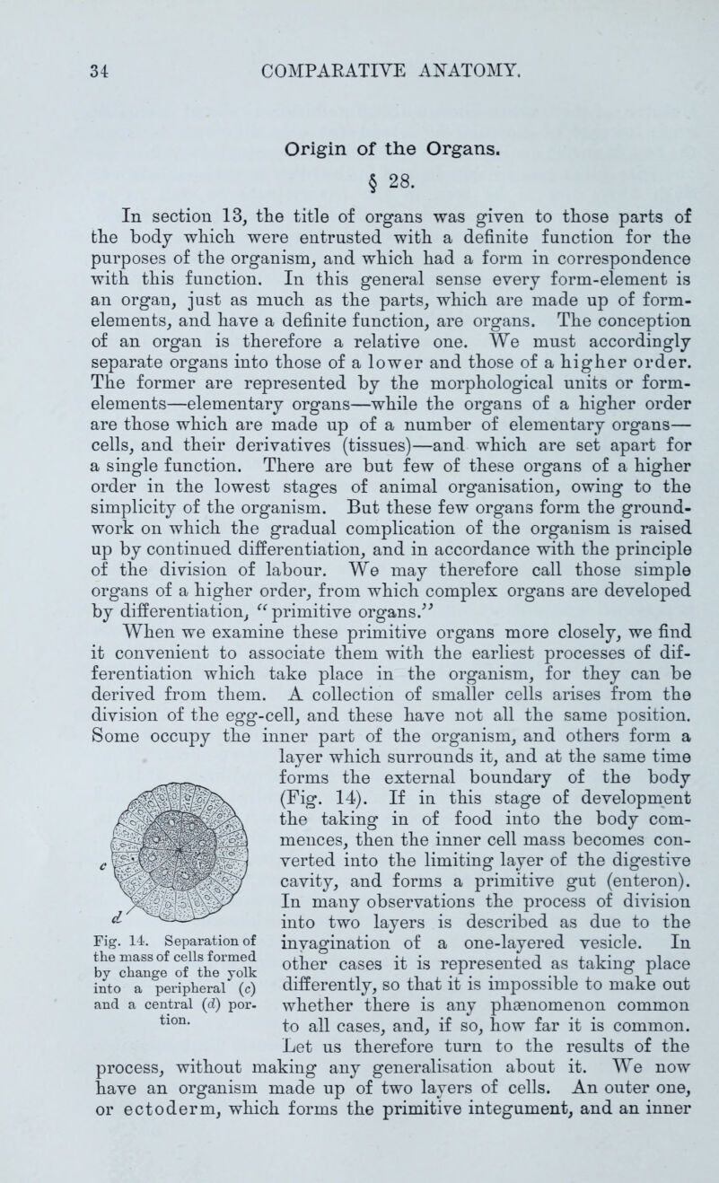 Origin of the Organs. § 28. In section 13, the title of organs was given to those parts of the body which were entrusted with a definite function for the purposes of the organism, and which had a form in correspondence with this function. In this general sense every form-element is an organ, just as much as the parts, which are made up of form- elements, and have a definite function, are organs. The conception of an organ is therefore a relative one. We must accordingly separate organs into those of a lower and those of a higher order. The former are represented by the morphological units or form- elements—elementary organs—while the organs of a higher order are those which are made up of a number of elementary organs— cells, and their derivatives (tissues)—and which are set apart for a single function. There are but few of these organs of a higher order in the lowest stages of animal organisation, owing to the simplicity of the organism. But these few organs form the ground- work on which the gradual complication of the organism is raised up by continued differentiation, and in accordance with the principle of the division of labour. We may therefore call those simple organs of a higher order, from which complex organs are developed by differentiation, primitive organs.’ When we examine these primitive organs more closely, we find it convenient to associate them with the earliest processes of dif- ferentiation which take place in the organism, for they can be derived from them. A collection of smaller cells arises from the division of the egg-cell, and these have not all the same position. Some occupy the inner part of the organism, and others form a layer which surrounds it, and at the same time forms the external boundary of the body (Fig. 14). If in this stage of development the taking in of food into the body com- mences, then the inner cell mass becomes con- verted into the limiting layer of the digestive cavity, and forms a primitive gut (enteron). In many observations the process of division into two layers is described as due to the invagination of a one-layered vesicle. In other cases it is represented as taking place differently, so that it is impossible to make out whether there is any phaenomenon common to all cases, and, if so, how far it is common. Let us therefore turn to the results of the process, without making any generalisation about it. We now have an organism made up of two layers of cells. An outer one, or ectoderm, which forms the primitive integument, and an inner Fig. 14. Separation of the mass of cells formed by change of the yolk into a peripheral (c) and a central (d) por- tion.