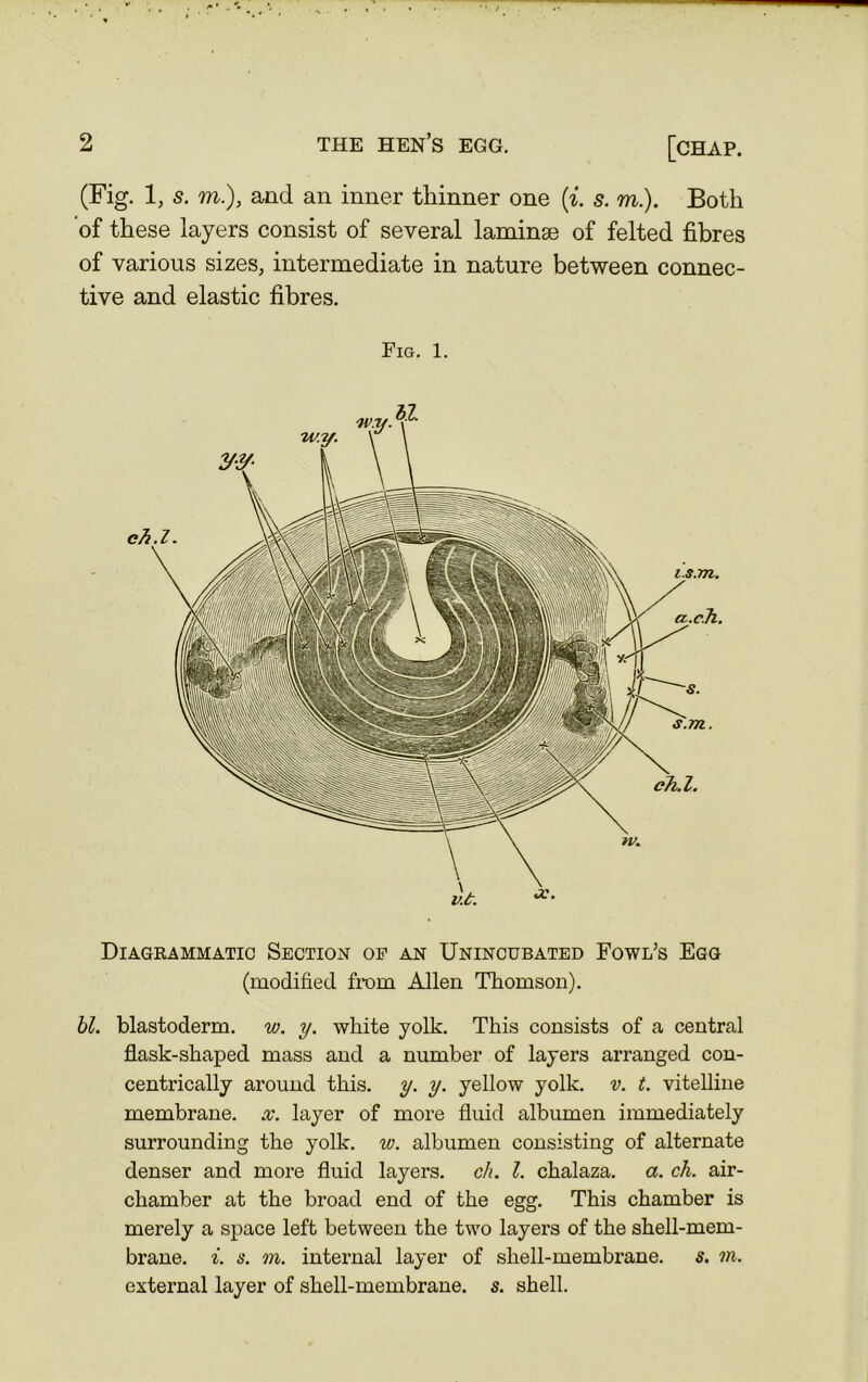 (Fig. 1, s. m), and an inner thinner one (i. s. m.). Both 'of these layers consist of several laminae of felted fibres of various sizes, intermediate in nature between connec- tive and elastic fibres. Fig. l. Diagrammatic Section op an Unincubated Fowl’s Egg (modified from Allen Thomson). bl. blastoderm, w. y. white yolk. This consists of a central flask-shaped mass and a number of layers arranged con- centrically around this. y. y. yellow yolk. v. t. vitelline membrane, x. layer of more fluid albumen immediately surrounding the yolk. w. albumen consisting of alternate denser and more fluid layers, ch. 1. chalaza. a. ch. air- chamber at the broad end of the egg. This chamber is merely a space left between the two layers of the shell-mem- brane. i. s. m. internal layer of shell-membrane, s. m. external layer of shell-membrane, s. shell.