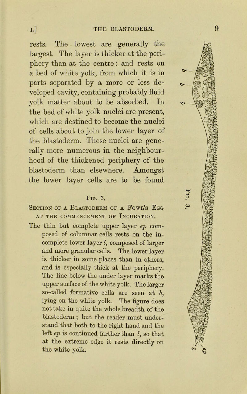 rests. The lowest are generally the largest. The layer is thicker at the peri- phery than at the centre: and rests on a bed of white yolk, from which it is in parts separated by a more or less de- veloped cavity, containing probably fluid jmlk matter about to be absorbed. In the bed of white yolk nuclei are present, which are destined to become the nuclei of cells about to join the lower layer of the blastoderm. These nuclei are gene- rally more numerous in the neighbour- hood of the thickened periphery of the blastoderm than elsewhere. Amongst the lower layer cells are to be found Fig. 3. Section of a Blastoderm of a Fowl’s Egg AT THE COMMENCEMENT OF INCUBATION. The thin but complete upper layer ep com- posed of columnar cells rests on the in- complete lower layer l, composed of larger and more granular cells. The lower layer is thicker in some places than in others, and is especially thick at the periphery. The line below the under layer marks the upper surface of the white yolk. The larger so-called formative cells are seen at b, lying on the white yolk. The figure does not take in quite the whole breadth of the blastoderm ; but the reader must under- stand that both to the right hand and the left ep is continued farther than l, so that at the extreme edge it rests directly on the white yolk.