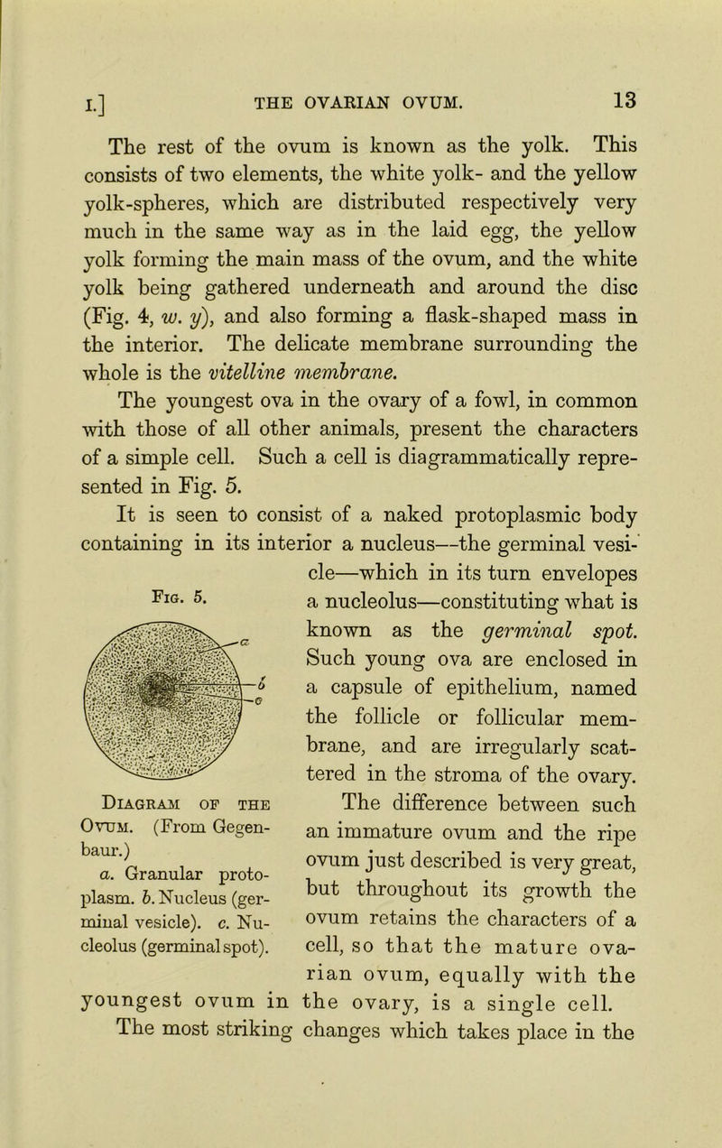 The rest of the ovum is known as the yolk. This consists of two elements, the white yolk- and the yellow yolk-spheres, which are distributed respectively very much in the same way as in the laid egg, the yellow yolk forming the main mass of the ovum, and the white yolk being gathered underneath and around the disc (Fig. 4, w. y), and also forming a flask-shaped mass in the interior. The delicate membrane surrounding the whole is the vitelline membrane. The youngest ova in the ovary of a fowl, in common with those of all other animals, present the characters of a simple cell. Such a cell is diagrammatically repre- sented in Fig. 5. It is seen to consist of a naked protoplasmic body containing in its interior a nucleus—the germinal vesi- cle—which in its turn envelopes a nucleolus—constituting what is known as the germinal spot. Such young ova are enclosed in a capsule of epithelium, named the follicle or follicular mem- brane, and are irregularly scat- tered in the stroma of the ovary. The difference between such an immature ovum and the ripe ovum just described is very great, but throughout its growth the ovum retains the characters of a cell, so that the mature ova- rian ovum, equally with the youngest ovum in the ovary, is a single cell. The most striking changes which takes place in the Fig. 5. Diagram op the Ovum. (From Gegen- baur.) a. Granular proto- plasm. b. Nucleus (ger- minal vesicle), c. Nu- cleolus (germinal spot).