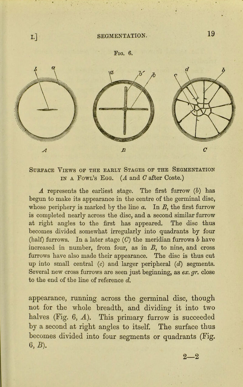 in a Fowl’s Egg. (A and C after Coste.) A represents the earliest stage. The first furrow (b) has begun to make its appearance in the centre of the germinal disc, whose periphery is marked by the line a. In B, the first furrow is completed nearly across the disc, and a second similar furrow at right angles to the first has appeared. The disc thus becomes divided somewhat irregularly into quadrants by four (half) furrows. In a later stage (C) the meridian furrows b have increased in number, from four, as in B, to nine, and cross furrows have also made their appearance. The disc is thus cut up into small central (c) and larger peripheral (d) segments. Several new cross furrows are seen just beginning, as ex. gr. close to the end of the line of reference d. appearance, running across the germinal disc, though not for the whole breadth, and dividing it into two halves (Fig. 6, A). This primary furrow is succeeded by a second at right angles to itself. The surface thus becomes divided into four segments or quadrants (Fig. 6, B). 2—2