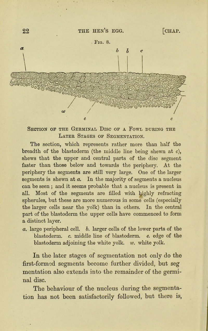 Fig. 8. 1 b l c Section of the Germinal Disc of a Fowl during the Later Stages of Segmentation. The section, which represents rather more than half the breadth of the blastoderm (the middle line being shewn at c), shews that the upper and central parts of the disc segment faster than those below and towards the periphery. At the periphery the segments are still very large. One of the larger segments is shewn at a. In the majority of segments a nucleus can be seen ; and it seems probable that a nucleus is present in all. Most of the segments are filled with Ipghly refracting spherules, but these are more numerous in some cells (especially the larger cells near the yolk) than in others. In the central part of the blastoderm the upper cells have commenced to form a distinct layer. a. large peripheral cell. b. larger cells of the lower parts of the blastoderm, c. middle line of blastoderm, e. edge of the blastoderm adjoining the white yolk. w. white yolk. In the later stages of segmentation not only do the first-formed segments become further divided, but seg mentation also extends into the remainder of the germi- nal disc. The behaviour of the nucleus during the segmenta- tion has not been satisfactorily followed, but there is,