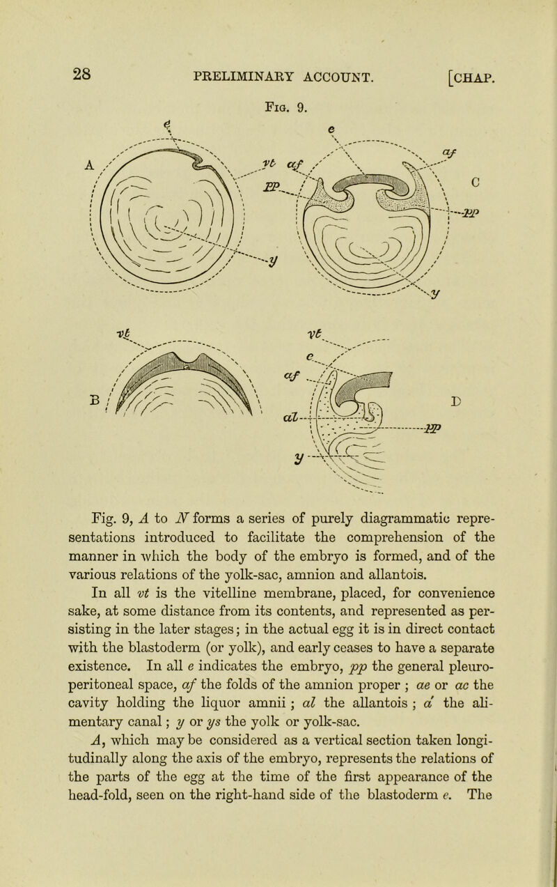 Fig. 9. ■vt D m Fig. 9, A to jY forms a series of purely diagrammatic repre- sentations introduced to facilitate the comprehension of the manner in which the body of the embryo is formed, and of the various relations of the yolk-sac, amnion and allantois. In all vt is the vitelline membrane, placed, for convenience sake, at some distance from its contents, and represented as per- sisting in the later stages; in the actual egg it is in direct contact with the blastoderm (or yolk), and early ceases to have a separate existence. In all e indicates the embryo, pp the general pleuro- peritoneal space, af the folds of the amnion proper ; ae or ac the cavity holding the liquor amnii; al the allantois ; a the ali- mentary canal; y or ys the yolk or yolk-sac. A, which maybe considered as a vertical section taken longi- tudinally along the axis of the embryo, represents the relations of the parts of the egg at the time of the first appearance of the head-fold, seen on the right-hand side of the blastoderm e. The