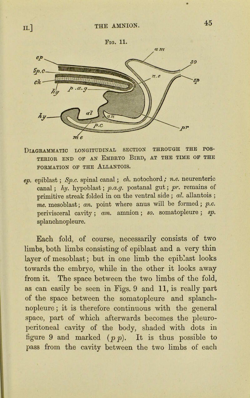 Fig. 11. ct m Diagrammatic longitudinal section through the pos- terior end of an Embryo Bird, at the time of the FORMATION OF THE ALLANTOIS. ep. epiblast; Sp.c. spinal canal; ch. notochord; n.e. neurenteric canal; luj. hypoblast; p.a.g. postanal gut; pr. remains of primitive streak folded in on the ventral side ; al. allantois ; me. mesoblast; an. point where anus will be formed; p.c. perivisceral cavity; am. amnion; so. somatopleure; sp. splanchnopleure. Each fold, of course, necessarily consists of two limbs, both limbs consisting of epiblast and a very thin Layer of mesoblast; but in one limb the epiblast looks towards the embryo, while in the other it looks away from it. The space between the two limbs of the fold, as can easily be seen in Figs. 9 and 11, is really part of the space between the somatopleure and splanch- nopleure ; it is therefore continuous with the general space, part of which afterwards becomes the pleuro- peritoneal cavity of the body, shaded with dots in figure 9 and marked (pp). It is thus possible to pass from the cavity between the two limbs of each