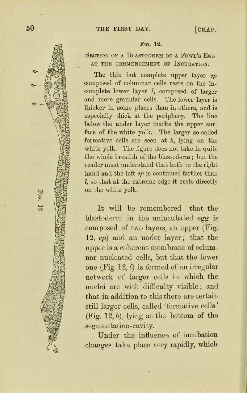Fig. 12 THE FIRST HAY. [CHAP. Section of a Blastoderm of a Fowl’s Egg AT THE COMMENCEMENT OF INCUBATION. The thin but complete upper layer ep composed of columnar cells rests on the in- complete lower layer l, composed of larger and more granular cells. The lower layer is thicker in some places than in others, and is especially thick at the periphery. The line below the under layer marks the upper sur- face of the white yolk. The larger so-called formative cells are seen at b, lying on the white yolk. The figure does not take in quite the whole breadth of the blastoderm; but the reader must understand that both to the right hand and the left ep is continued farther than l, so that at the extreme edge it rests directly on the white yolk. It will be remembered that the blastoderm in the unincubated egg is composed of two layers, an upper (Fig. 12, ep) and an under layer; that the upper is a coherent membrane of colum- nar nucleated cells, but that the lower one (Fig. 12, l) is formed of an irregular network of larger cells in which the nuclei are with difficulty visible; and that in addition to this there are certain still larger cells, called 'formative cells ’ (Fig. 12,6), lying at the bottom of the segmentation-cavity. Under the influence of incubation changes take place very rapidly, which