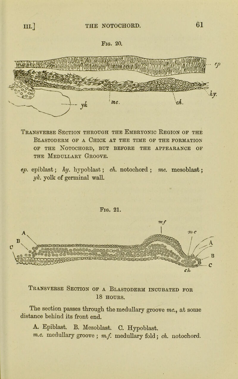 Fig. 20. no Transverse Section through the Embryonic Region of the Blastoderm of a Chick at the time of the formation of the Notochord, but before the appearance of the Medullary Groove. ep. epiblast; hy. hypoblast; ch. notochord ; me. mesoblast; yJc. yolk of germinal wall. Fig. 21. ?«/ Transverse Section of a Blastoderm incubated for 18 HOURS. The section passes through the medullary groove me., at some distance behind its front end. A. Epiblast. B. Mesoblast. C. Hypoblast. m.c. medullary groove ; m.f. medullary fold; ch. notochord.