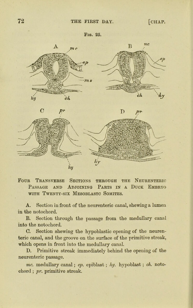 Fig. 25. Four Transverse Sections through the Neurenteric Passage and Adjoining Parts in a Duck Embryo with Twenty-six Mesoblastc Somites. A. Section in front of the neurenteric canal, shewing a lumen in the notochord. B. Section through the passage from the medullary canal into the notochord. C. Section shewing the bypoblastic opening of the neuren- teric canal, and the groove on the surface of the primitive streak, which opens in front into the medullary canal. D. Primitive streak immediately behind the opening of the neurenteric passage. me. medullary canal; ep. epiblast ; liy. hypoblast ; ch. noto- chord ; pr. primitive streak.