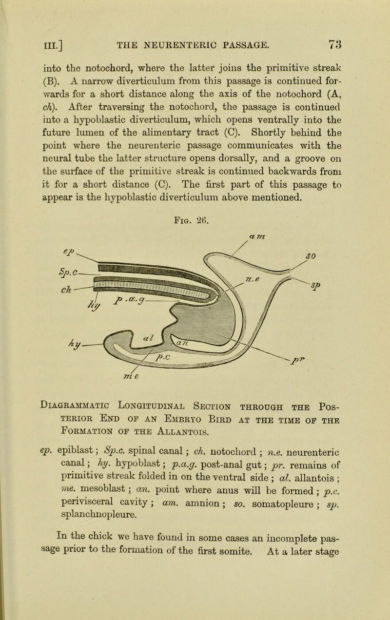 into the notochord, where the latter joins the primitive streak (B). A narrow diverticulum from this passage is continued for- wards for a short distance along the axis of the notochord (A, ch). After traversing the notochord, the passage is continued into a hypoblastic diverticulum, which opens ventrally into the future lumen of the alimentary tract (C). Shortly behind the point where the neurenteric passage communicates with the neural tube the latter structure opens dorsally, and a groove on the surface of the primitive streak is continued backwards from it for a short distance (C). The first part of this passage to appear is the hypoblastic diverticulum above mentioned. Fig. 26. cc m 71 l e Diagrammatic Longitudinal Section through the Pos- terior End of an Embryo Bird at the time of the Formation of the Allantois. ep. epiblast; &p.c. spinal canal ; ch. notochord ; n.e. neurenteric canal; hy. hypoblast; p.a.g. post-anal gut; pr. remains of primitive streak folded in on the ventral side ; al. allantois ; me. mesoblast ; an. point where anus will be formed ; p.c. perivisceral cavity; am. amnion; so. somatopleure ; sp. splanchnopleure. In the chick we have found in some cases an incomplete pas- sage prior to the formation of the first somite. At a later stage