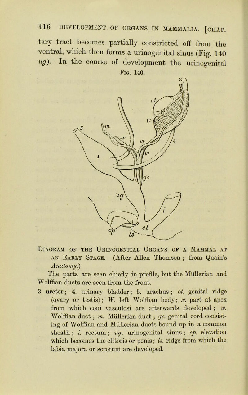 tary tract becomes partially constricted off from the ventral, which then forms a urinogenital sinus (Fig. 140 ug). In the course of development the urinogenital Fig. 140. Diagram of the Urinogenital Organs of a Mammal at an Early Stage. (After Allen Thomson ; from Quain’s Anatomy.) The parts are seen chiefly in profile, but the Mullerian and Wolffian ducts are seen from the front. 3. ureter; 4. urinary bladder; 5. urachus; ot. genital ridge (ovary or testis); W. left Wolffian body; x. part at apex from which coni vasculosi are afterwards developed ; u\ Wolffian duct ; m. Mullerian duct ; gc. genital cord consist- ing of Wolffian and Mullerian ducts bound up in a common sheath ; i. rectum ; ug. urinogenital sinus; cp. elevation which becomes the clitoris or penis; Is. ridge from which the labia majora or scrotum are developed.