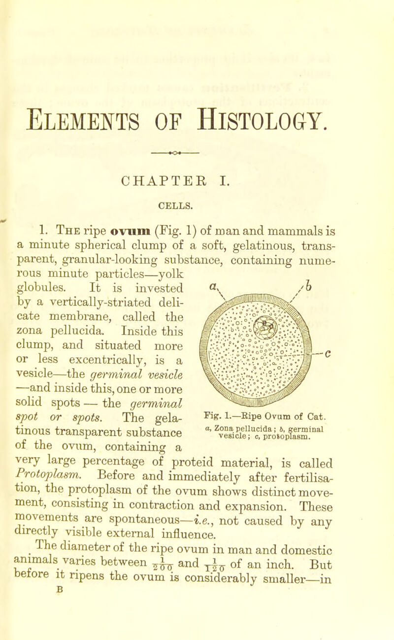 CHAPTER I. CELLS. 1. The ripe ovum (Fig. 1) of man and mammals is a minute spherical clump of a soft, gelatinous, trans- parent, granular-looking substance, containing nume- rous minute particles—yolk globules. It is invested by a vertically-striated deli- cate membrane, called the zona pellucida. Inside this clump, and situated more or less excentrically, is a vesicle—the germinal vesicle —and inside this, one or more solid spots — the germinal spot or spots. The gela- tinous transparent substance of the ovum, containing a very large percentage of proteid material, is called Protoplasm. Before and immediately after fertilisa- tion, the protoplasm of the ovum shows distinct move- ment, consisting in contraction and expansion. These movements are spontaneous—i.e., not caused by any directly visible external influence. The diameter of the ripe ovum in man and domestic animals varies between and of an inch. But before it ripens the ovum is considerably smaller—in Fig. 1.—Eipe Ovam of Cat. o, Zona pellucida; 6, terminal vesicle; c, proSoplasm.